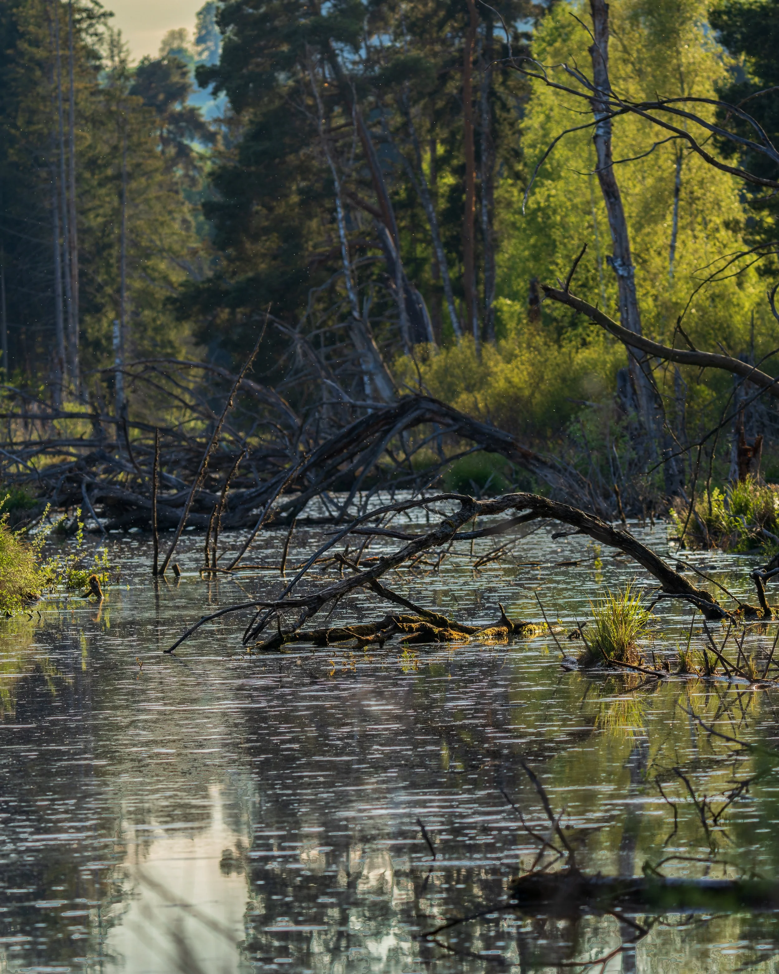 Ein Fluss in einem bewaldeten Gebiet mit Bäumen, niedriger Sonneneinstrahlung und reflektierendem Wasser.