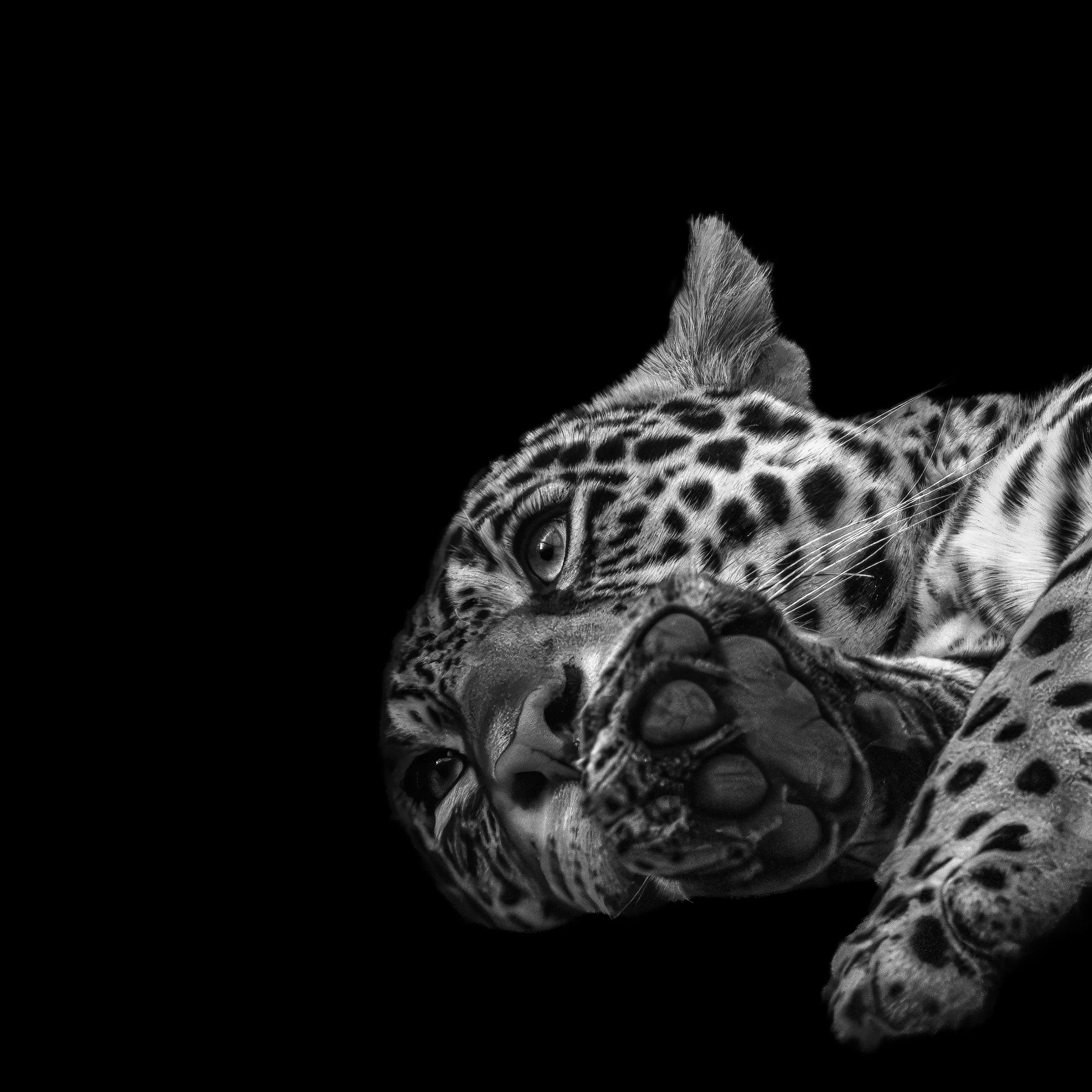 Ein schwarzes und weißes Bild eines jagdlichen Jaguars, der auf dem Boden liegt und den Blick auf den Betrachter richtet.