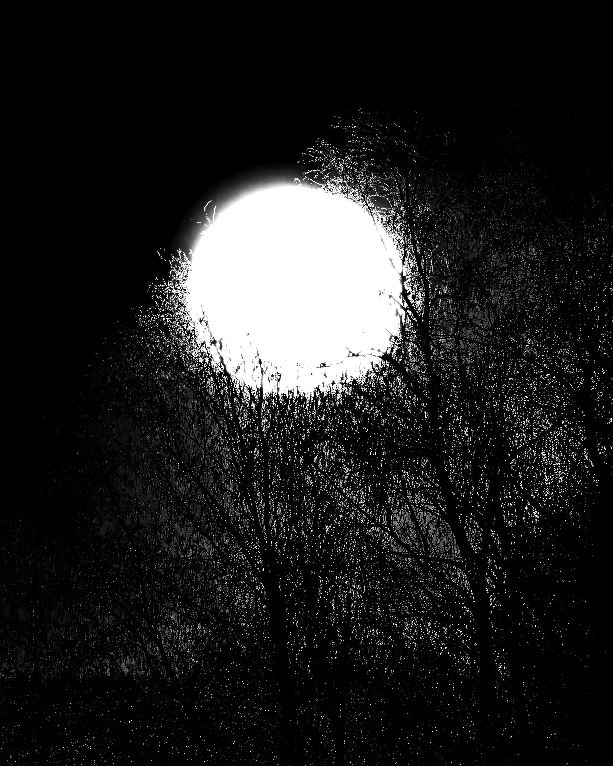 Schwarz-Weiß  Abendaufnahme mit der Sonne hinter Baumzweigen, schwarzer Himmel.