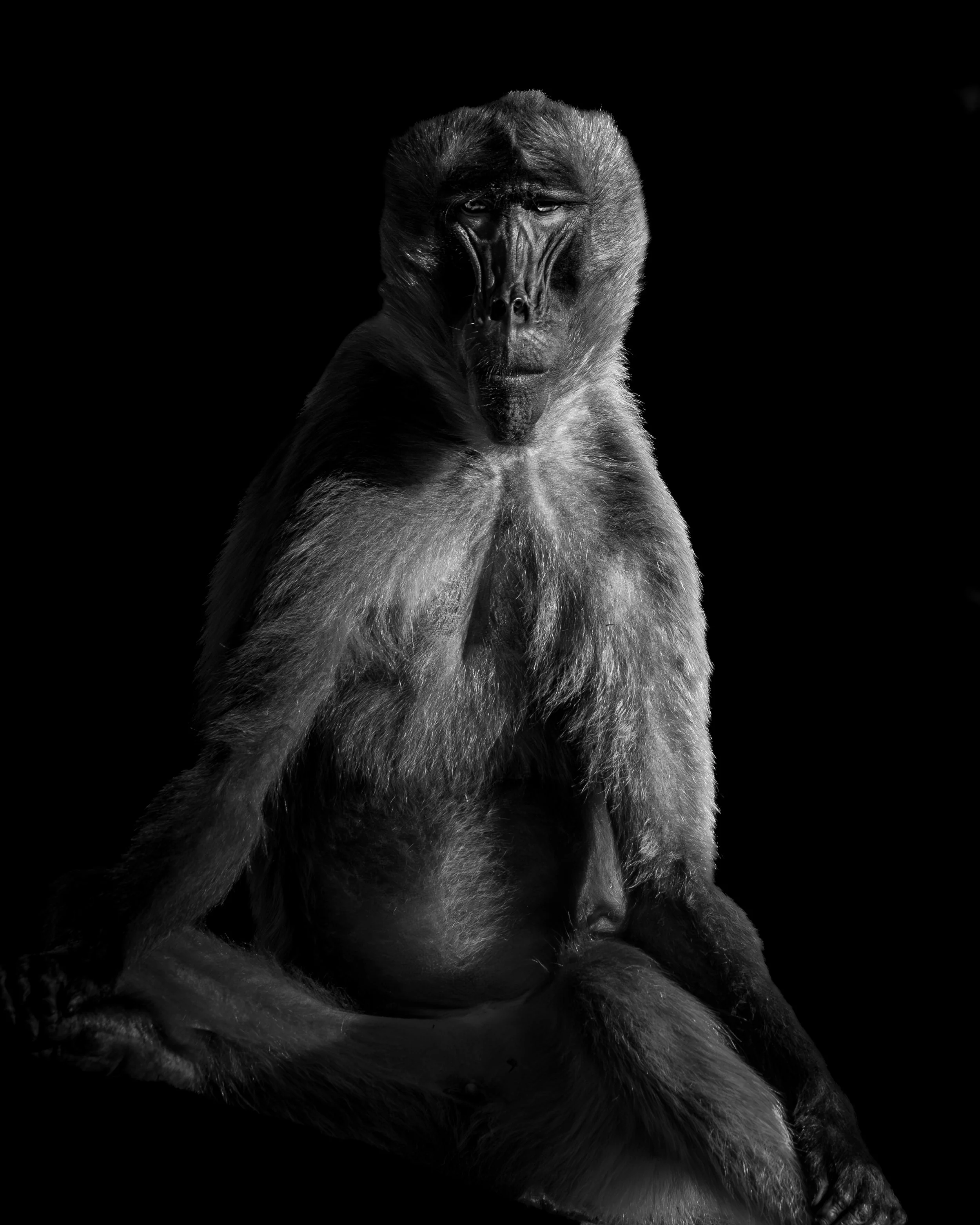 Low-key Schwarzweißporträt eines Primaten vor schwarzem Hintergrund.