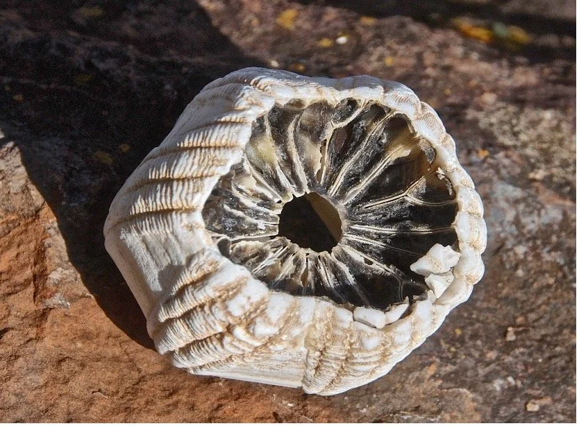 Fourteenth exercise: Brainstorming aka Barnacles on the Gym Treadmill