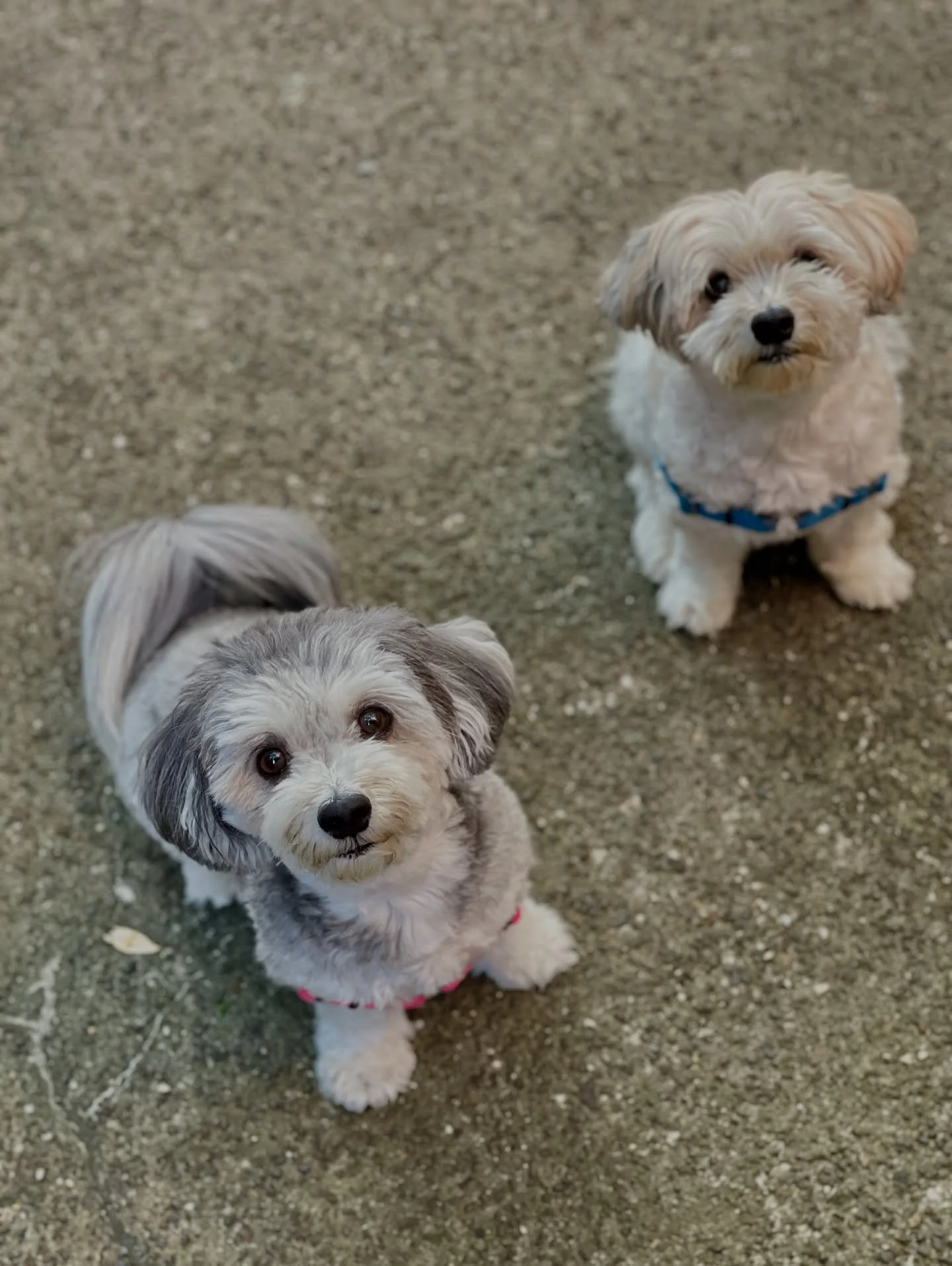 It&rsquo;s no small thing to spend time with two of your very best buddies and help them feel safe and loved when their family are away. Bobo and Jude were wonderful roomies recently and I missed them as soon as I left. There&rsquo;s truly nothing li