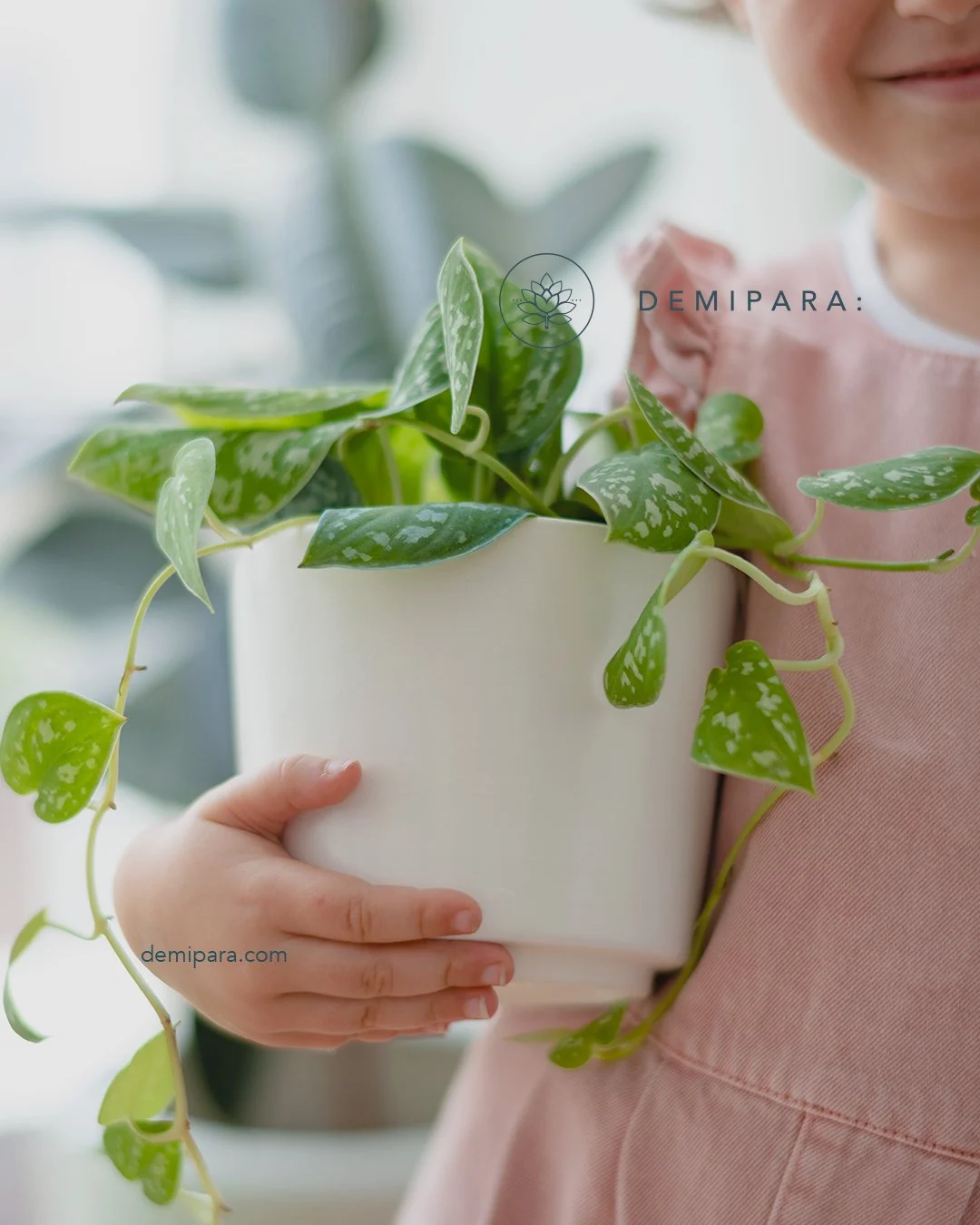Regalar plantas tambi&eacute;n es amor.
Regalos que se quedan.
Entrega en febrero.
.
.
.
#DeMiPara #FebreroSeDisfruta #Plantas #RegalosDeAmor #RegalosConPlantas #RegalosSinOcasi&oacute;n #CiudadDeM&eacute;xico