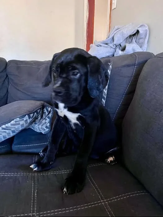 Have you seen this sweet baby?