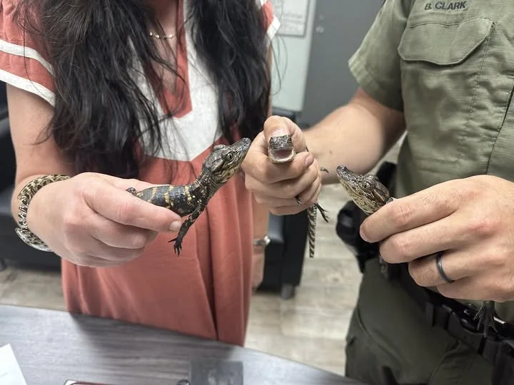 Neshoba County Removes Nuisance Alligator from Park