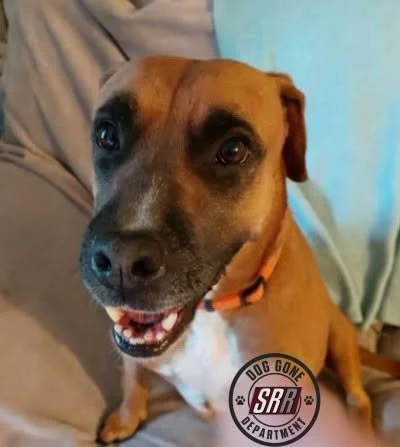 Ivy is Missing in the Nelliburg Area