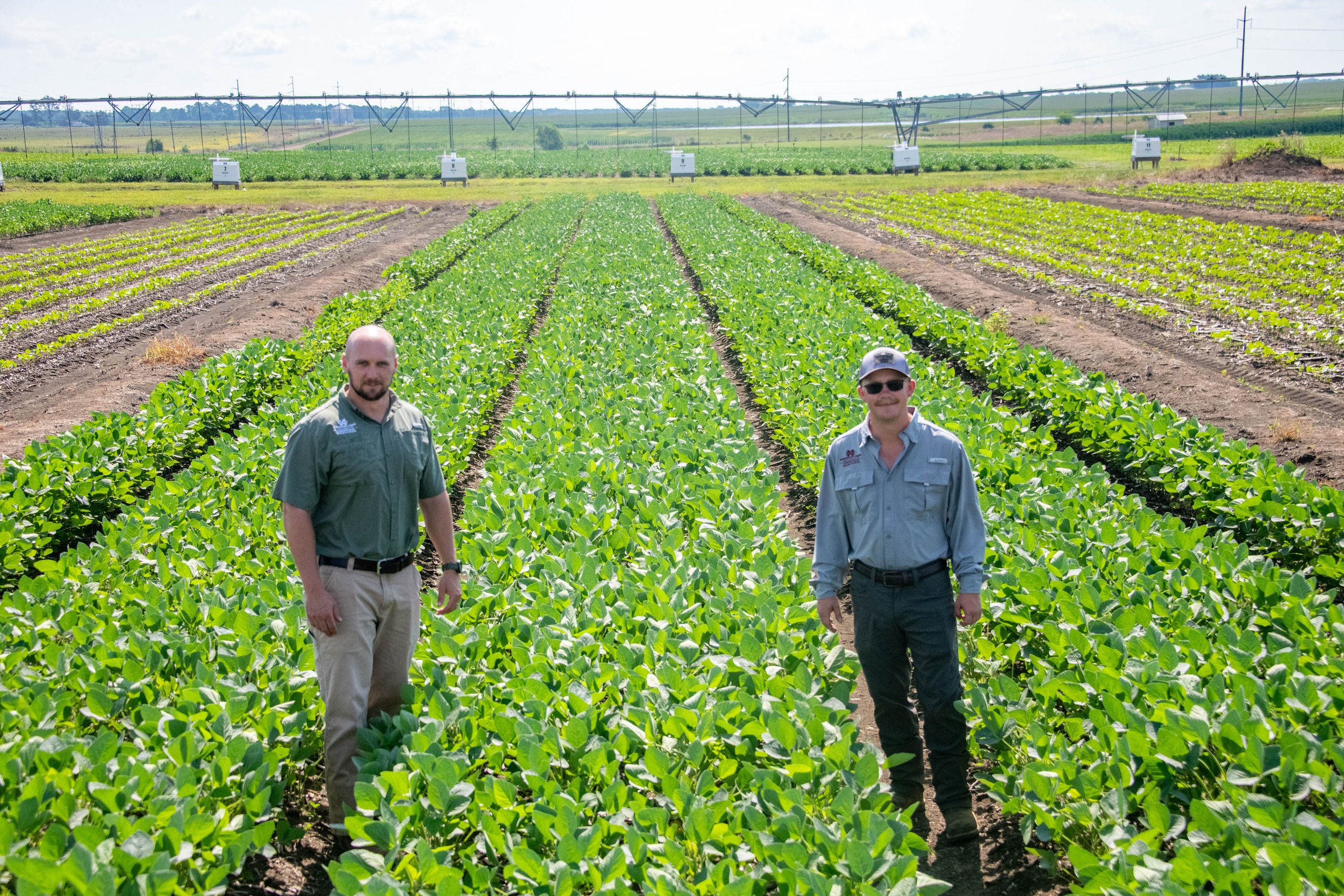 MSU research identifies farming practices that improve irrigation efficiency
