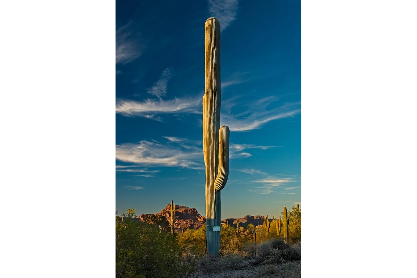 Golden Hour Saguaro, Mesa, AZ