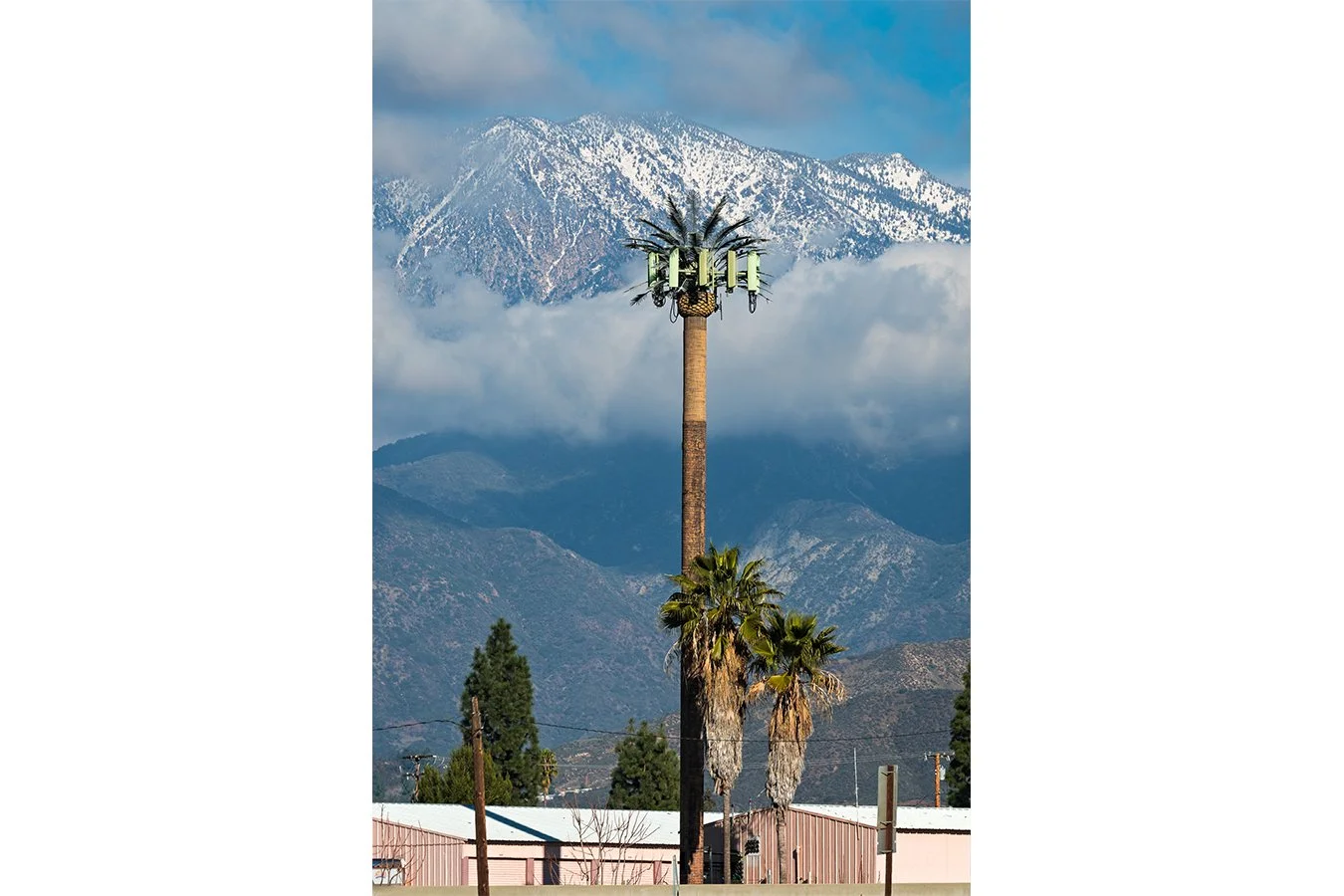 Palm in Winter, Calimesa, CA