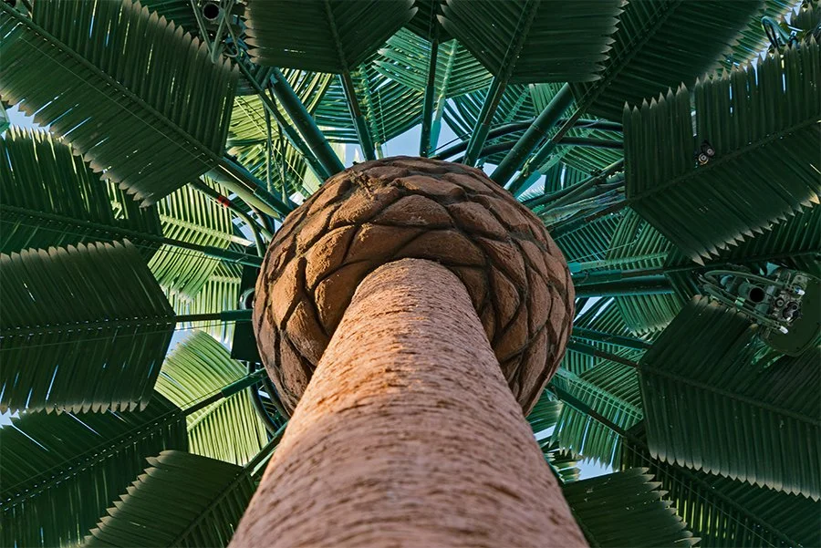 Looking Up, San Diego, CA