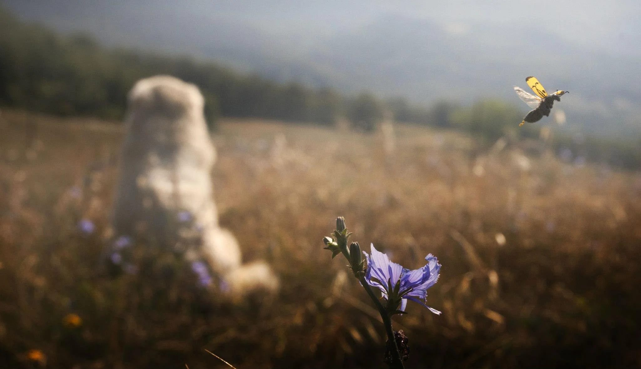 foto fi Marco Sgarbi ai cani di Podere Paugnano (Radicondoli)