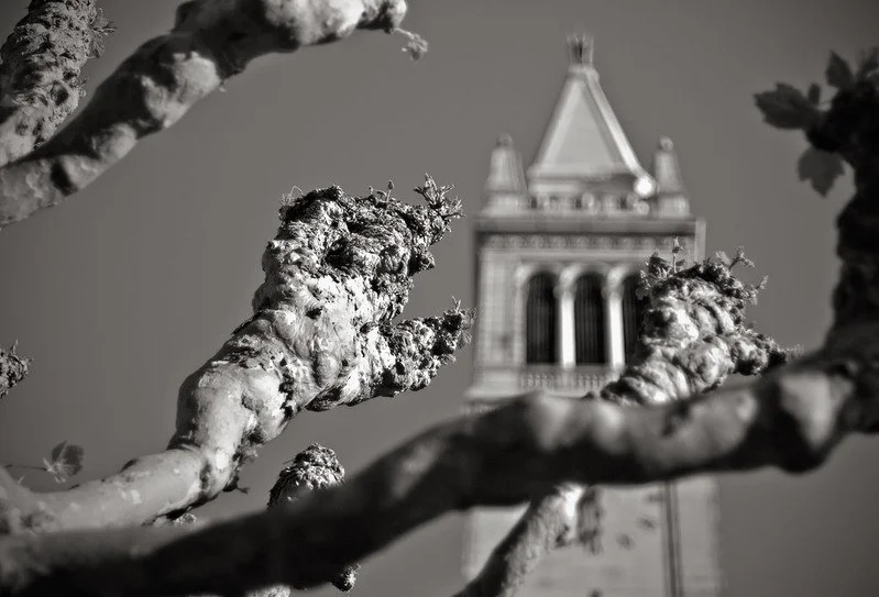 Close-up of a gnarled, frosted tree branch with a historic clock tower blurred in the background, black and white photo.
