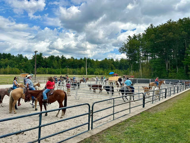 Cattle Sorting with the Porter Family Farm