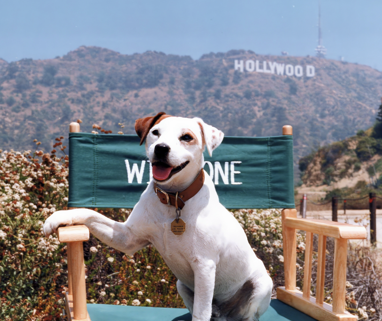 Soccer doing press during the "Dog Days of the West" movie tour.
