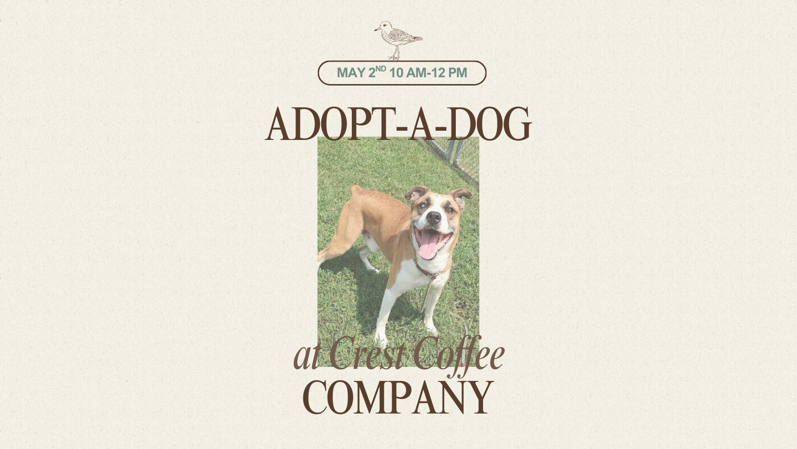 Adopt-a-Dog with the Cape May County Animal Shelter