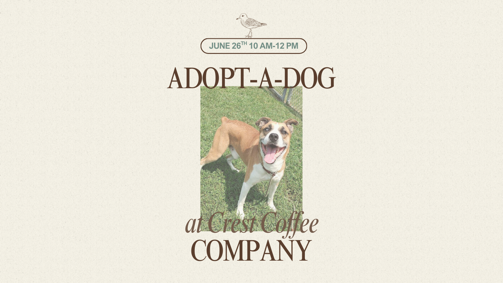 Adopt-a-Dog with the Cape May County Animal Shelter