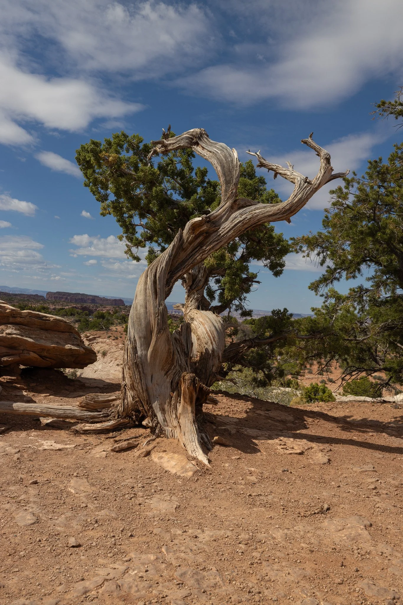 Juniper tree at Canyonlands National Park