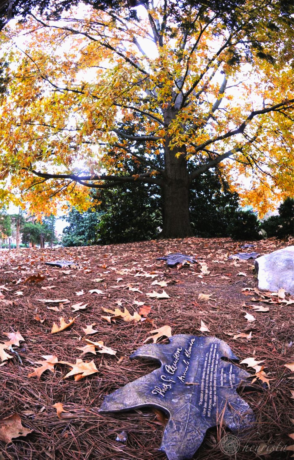 fort-hill-legacy-photo-yellow-tree_wm.jpg