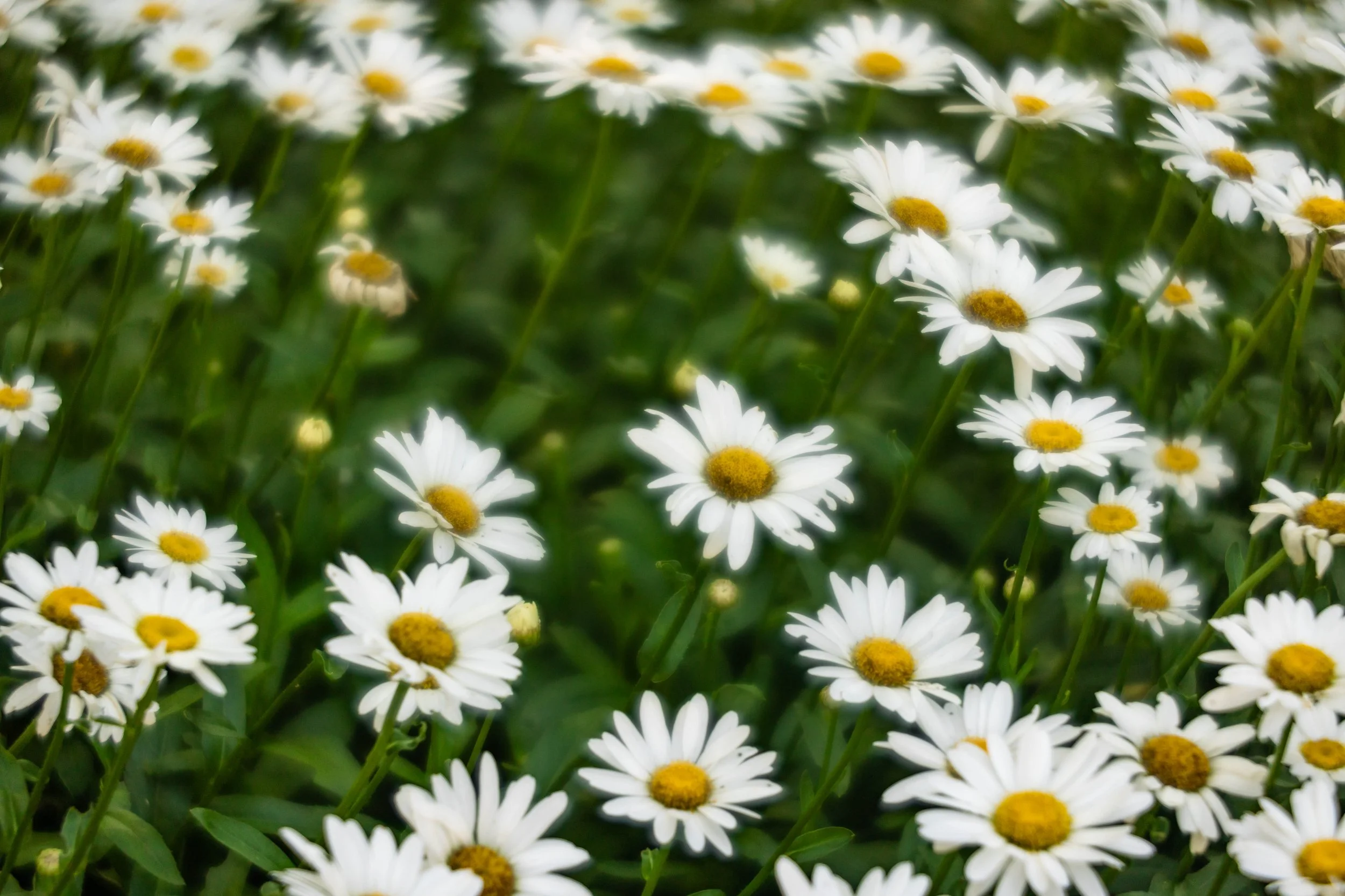 Oh My Daisy