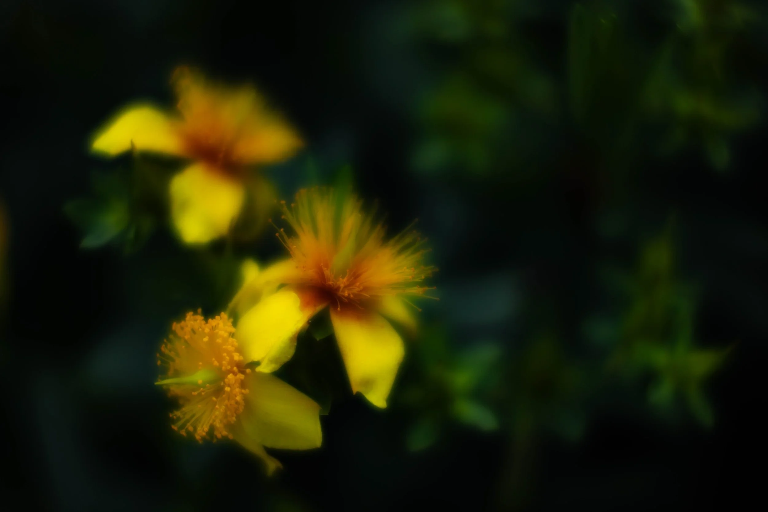 Golden Haze