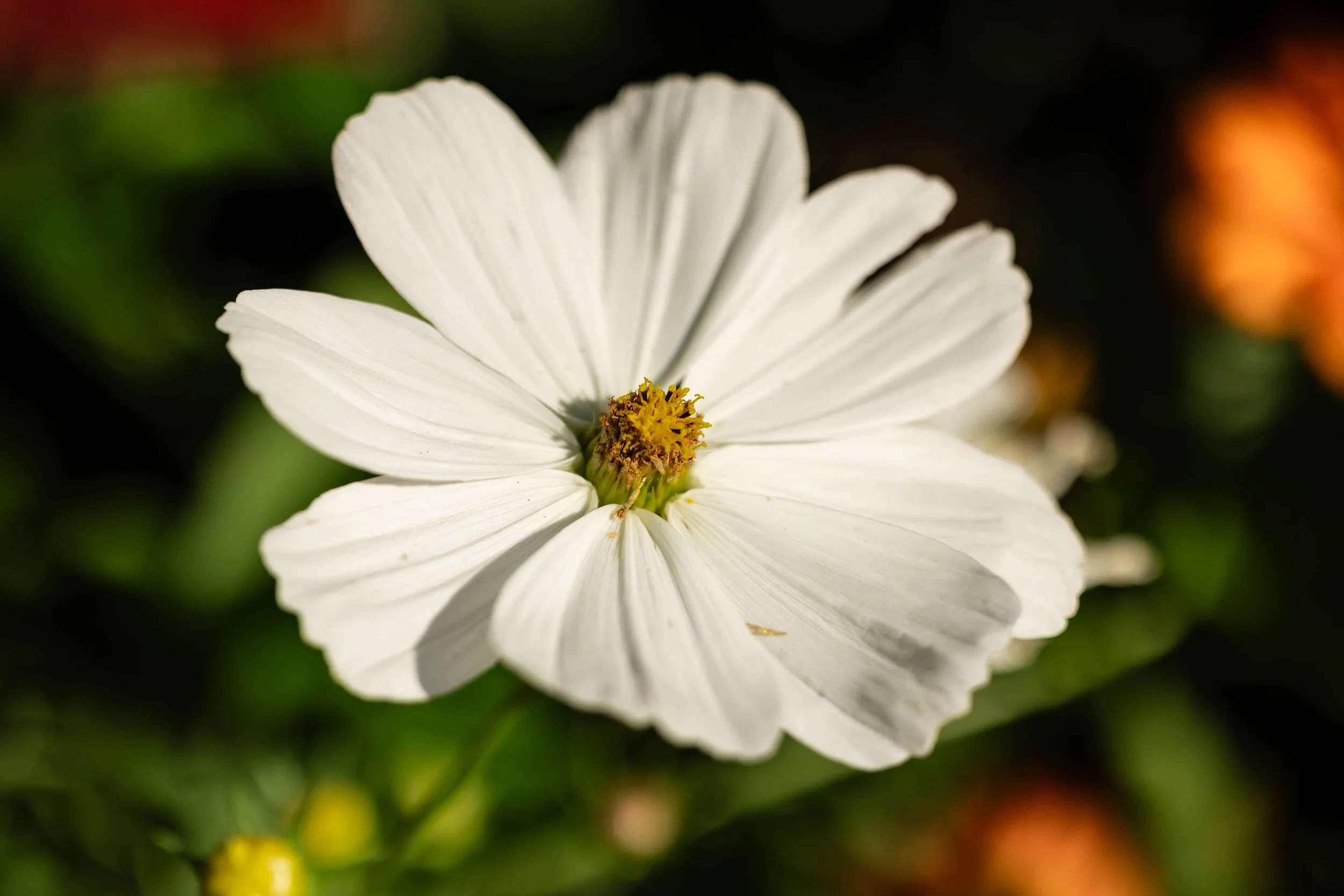Summer Light