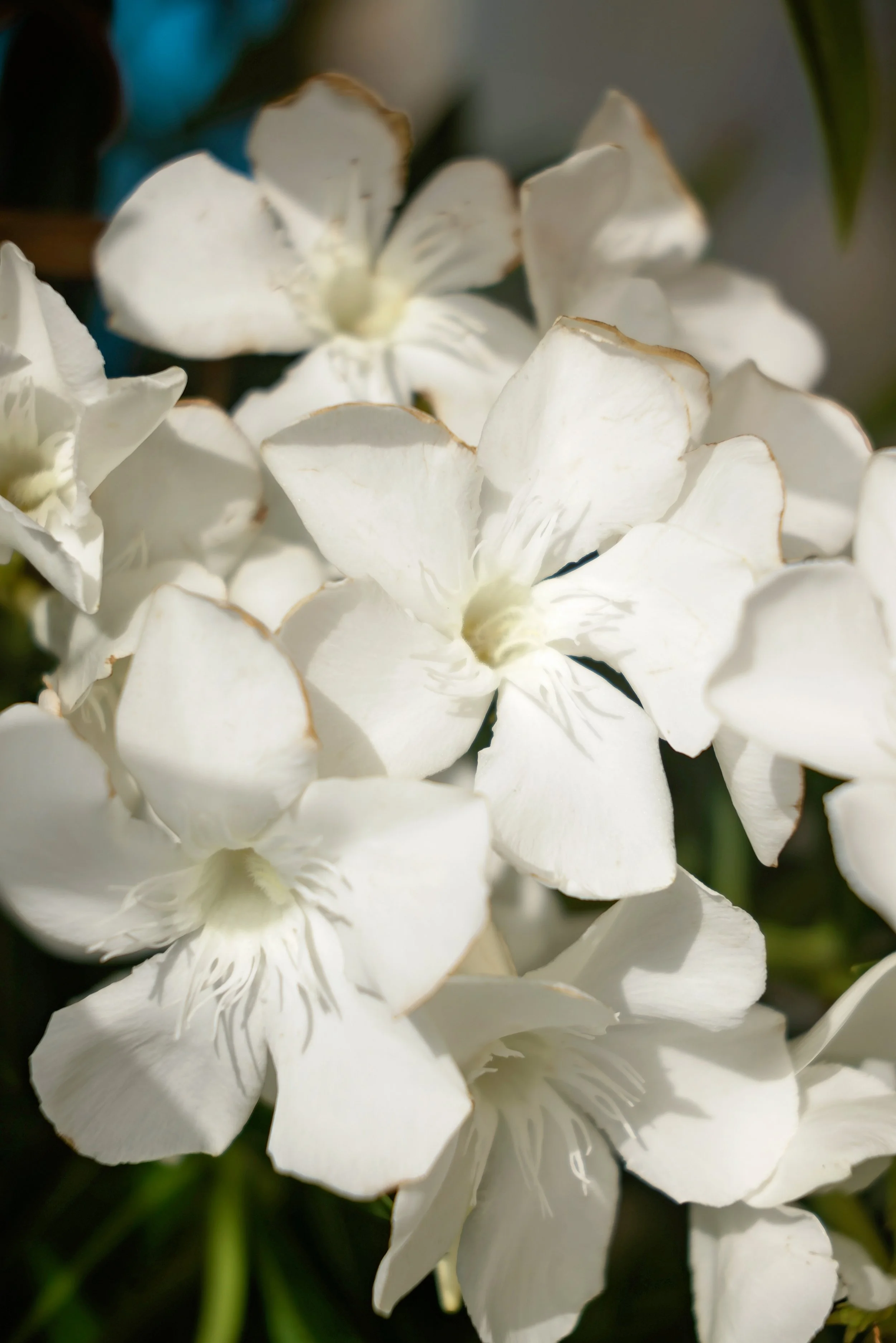 Summer White