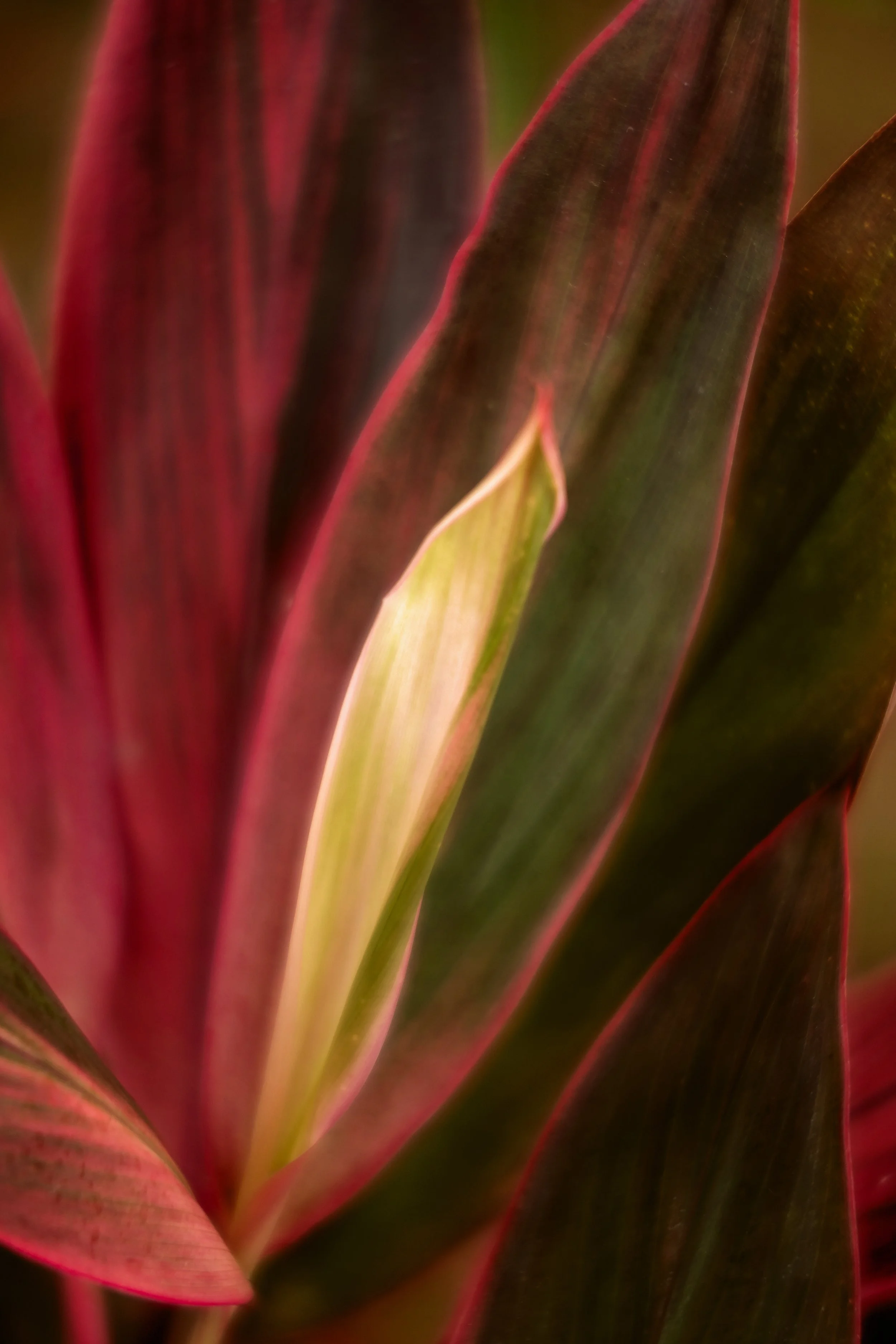 Crimson Veil