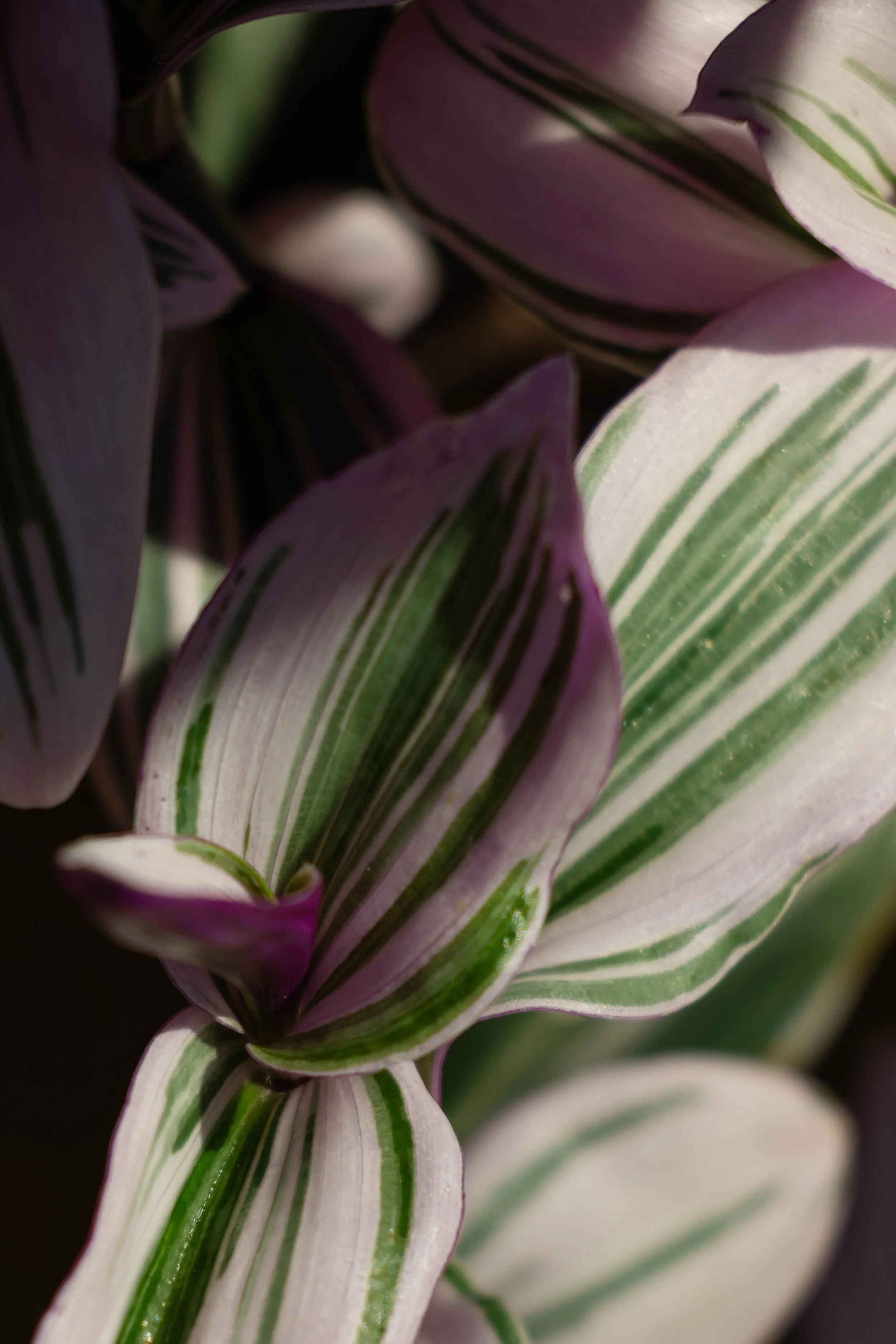 Painted Leaves