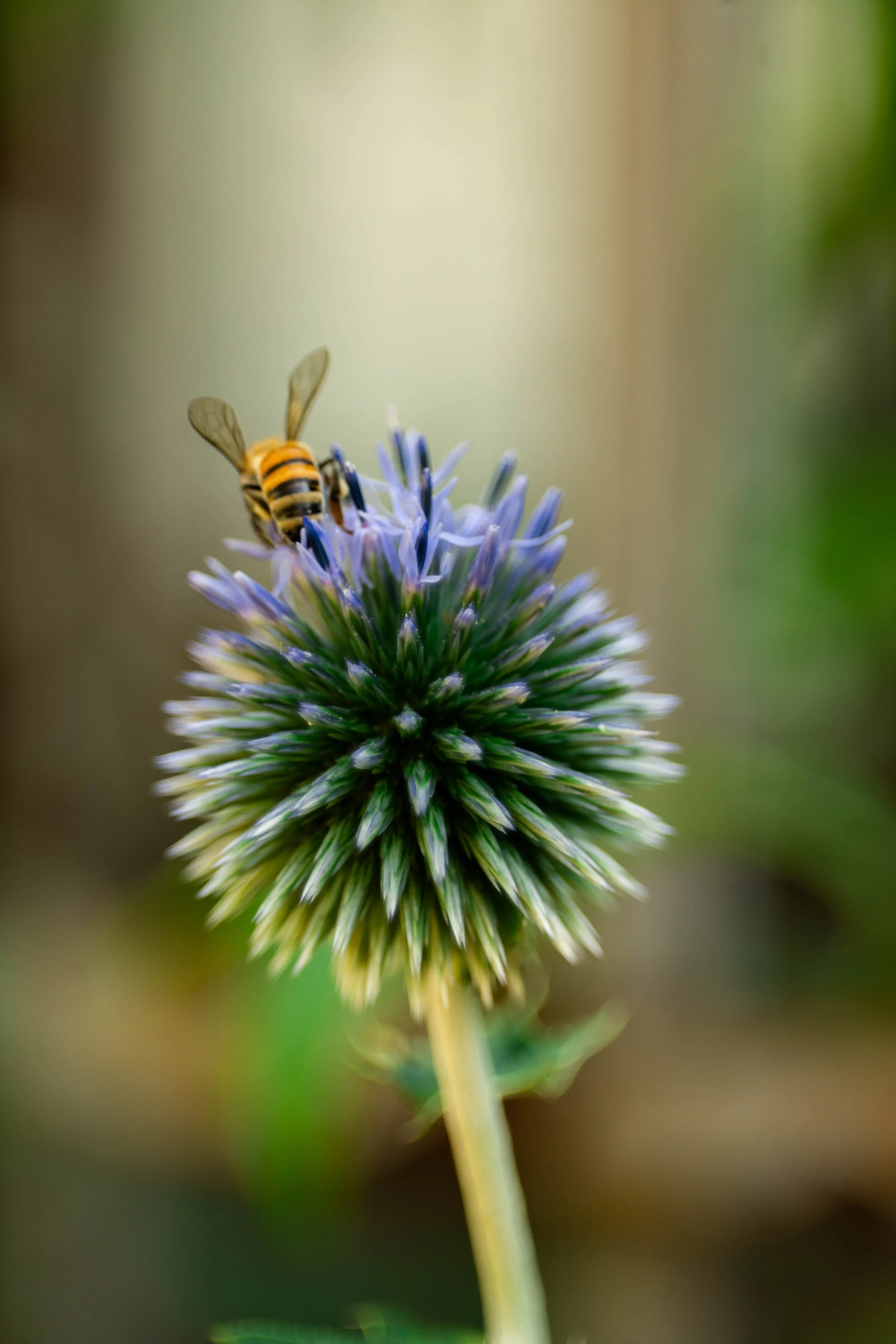 Garden Visitor