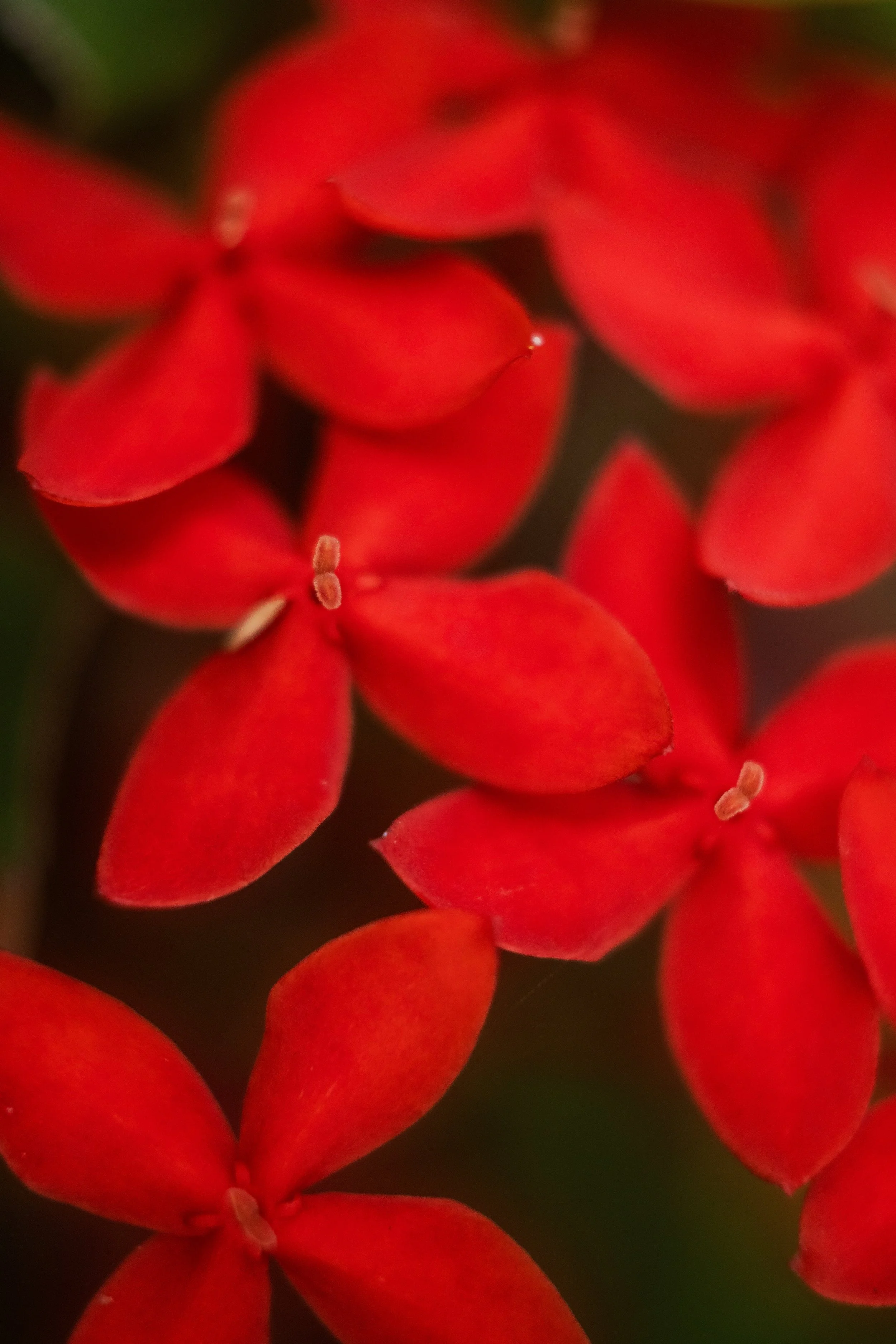 Scarlet Summer