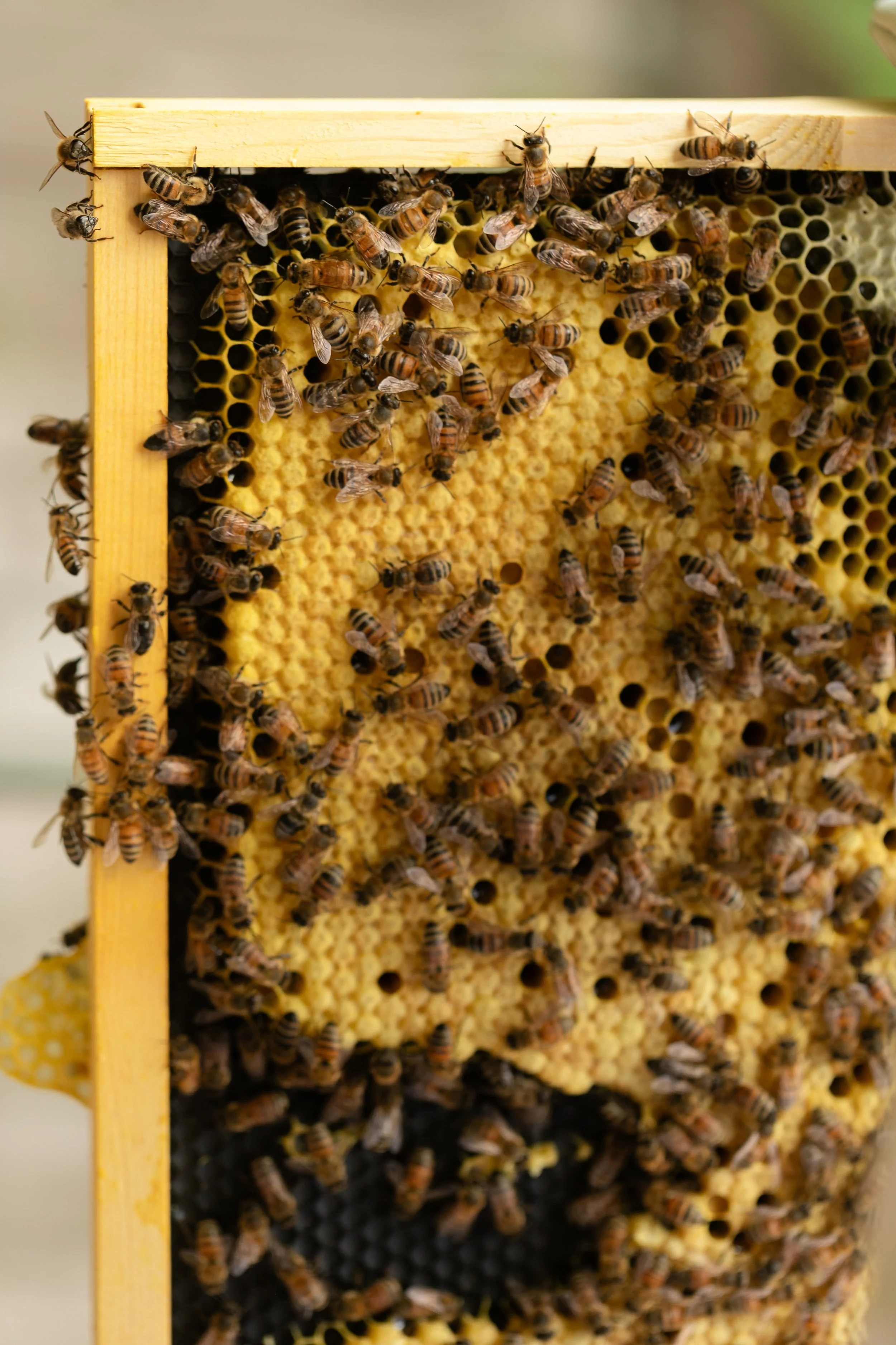 Bees Knees