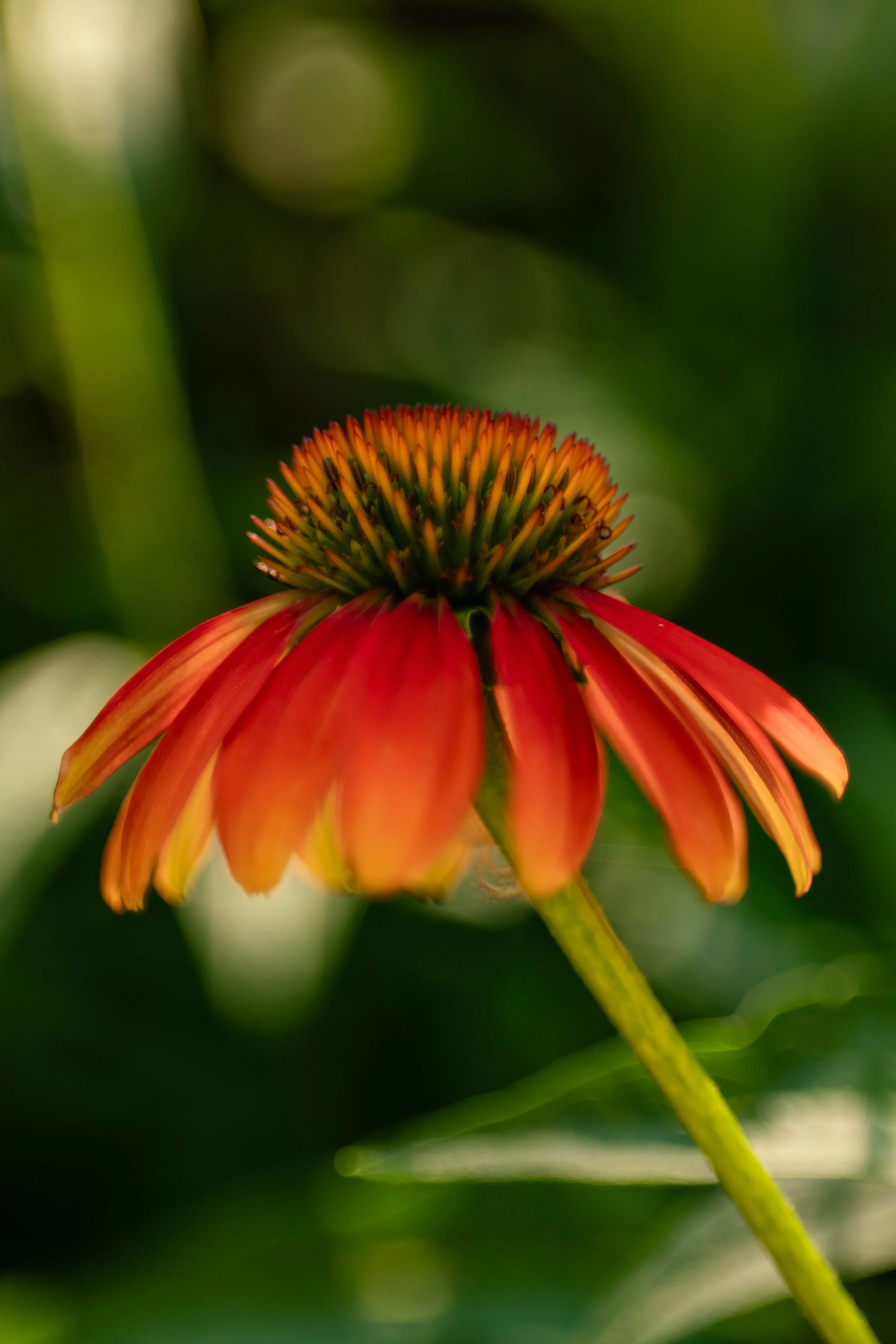 Ember Bloom