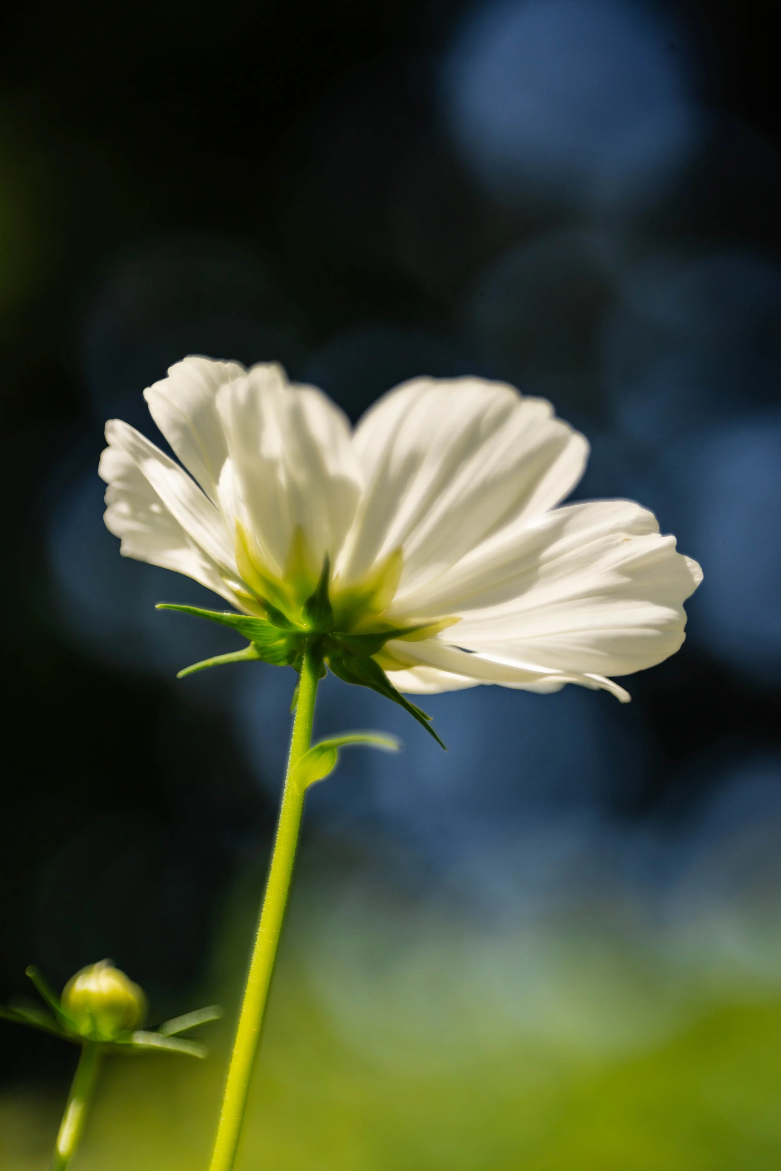 Turn Toward the Light