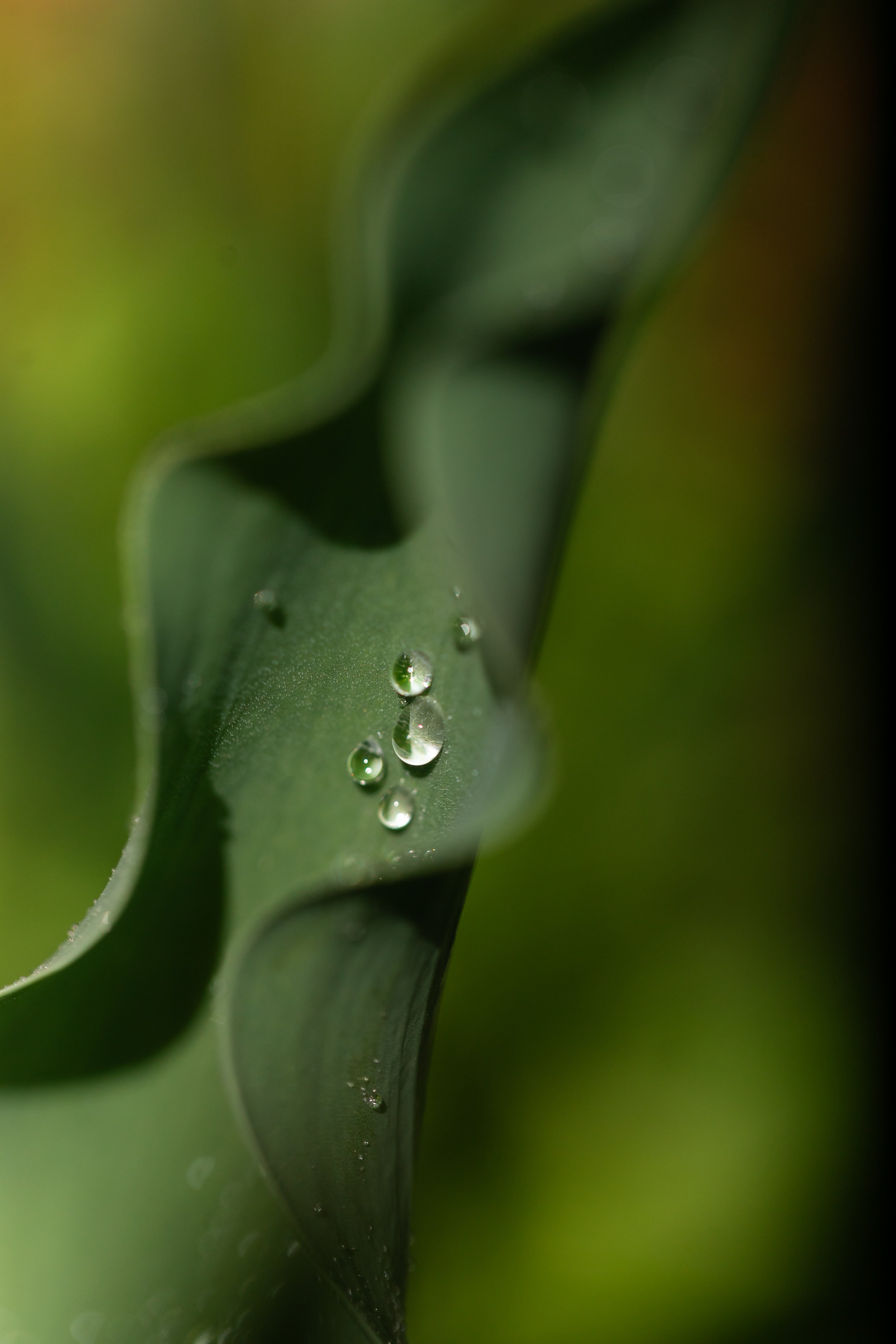 What the Rain Kept