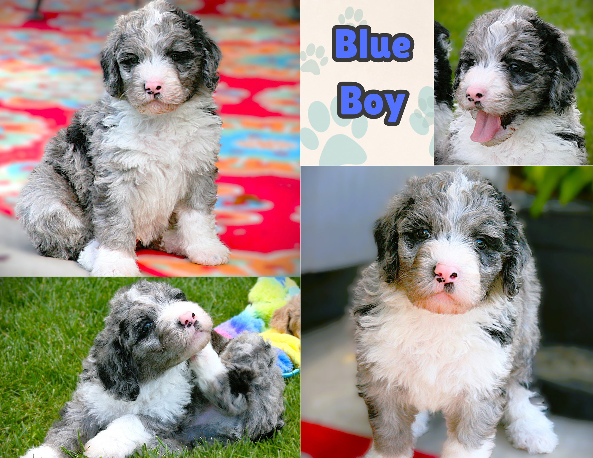 Male-Blue Collar