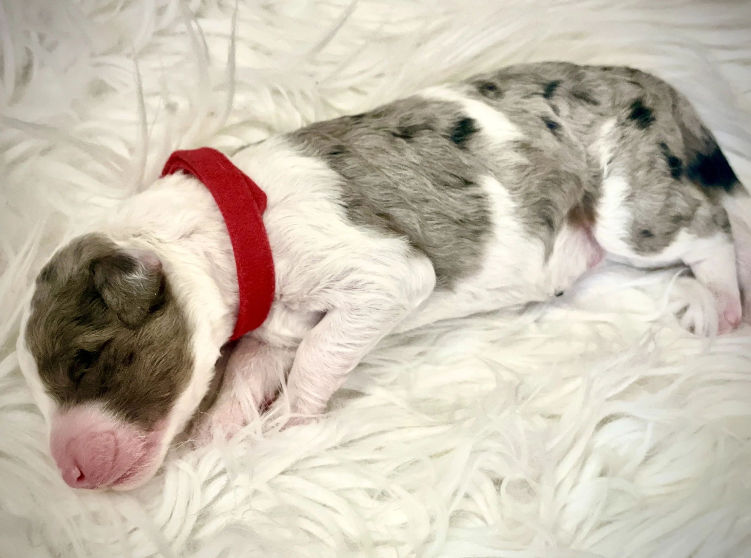Male- Red Collar