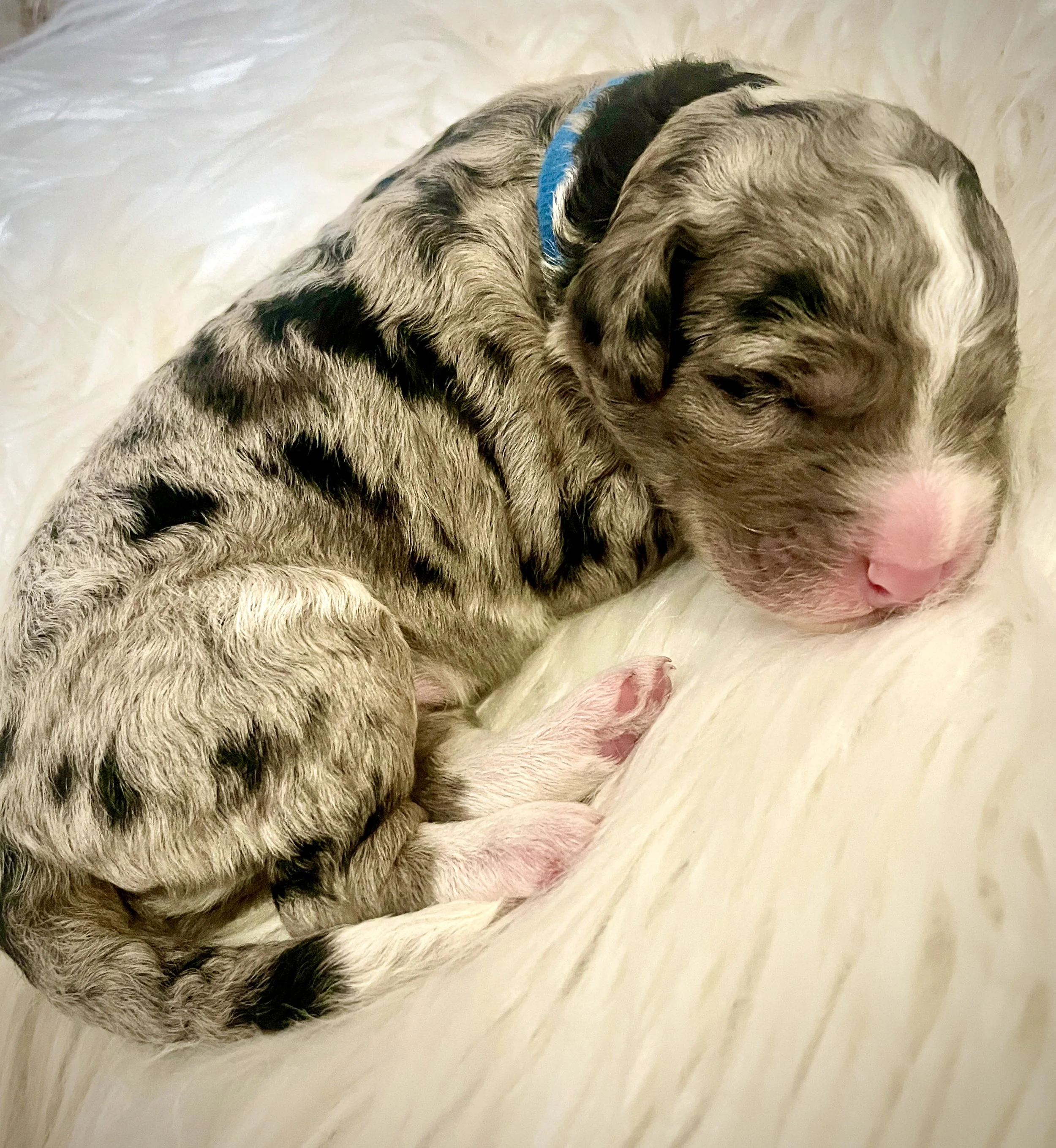 Male-Blue Collar