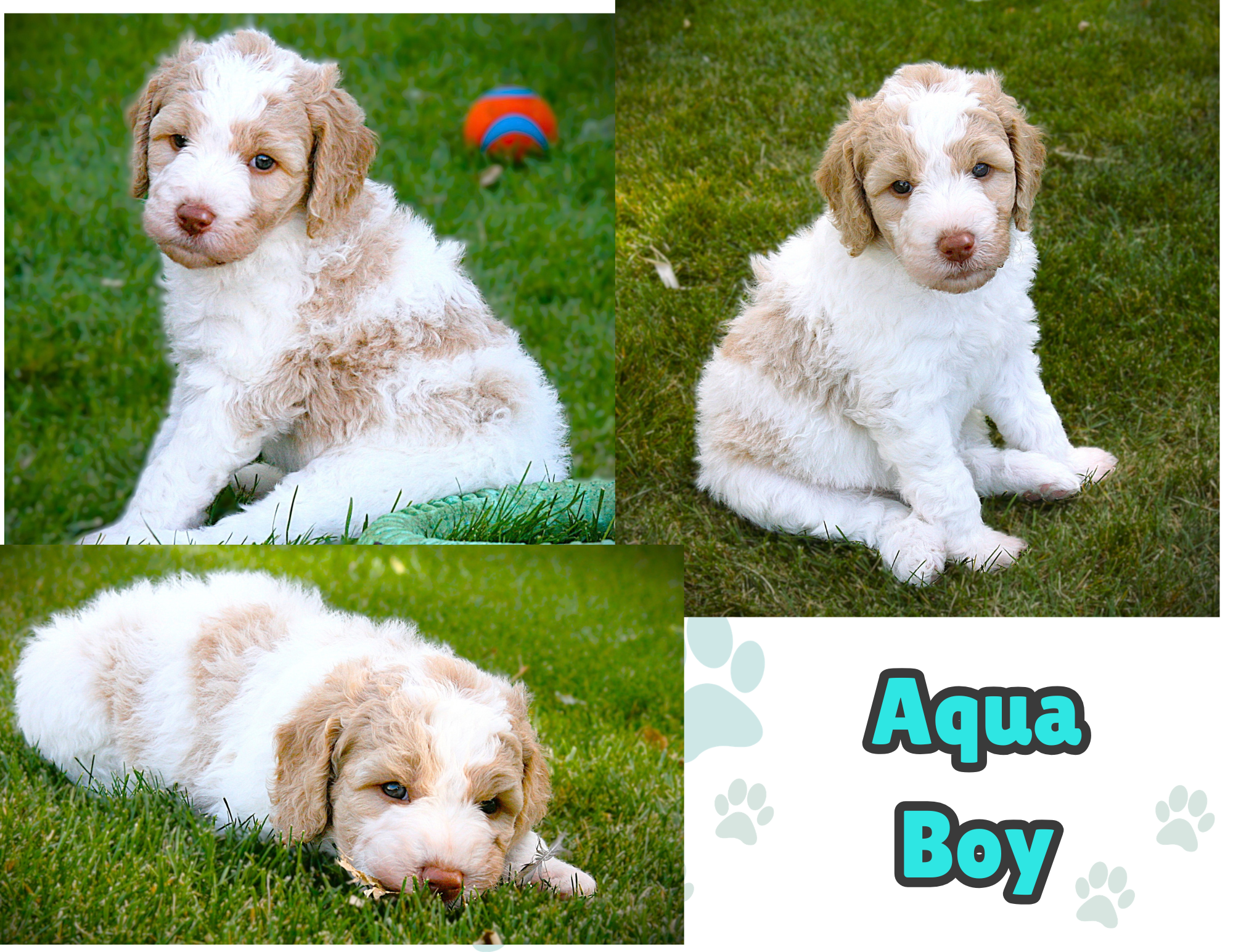 Male- Aqua Collar
