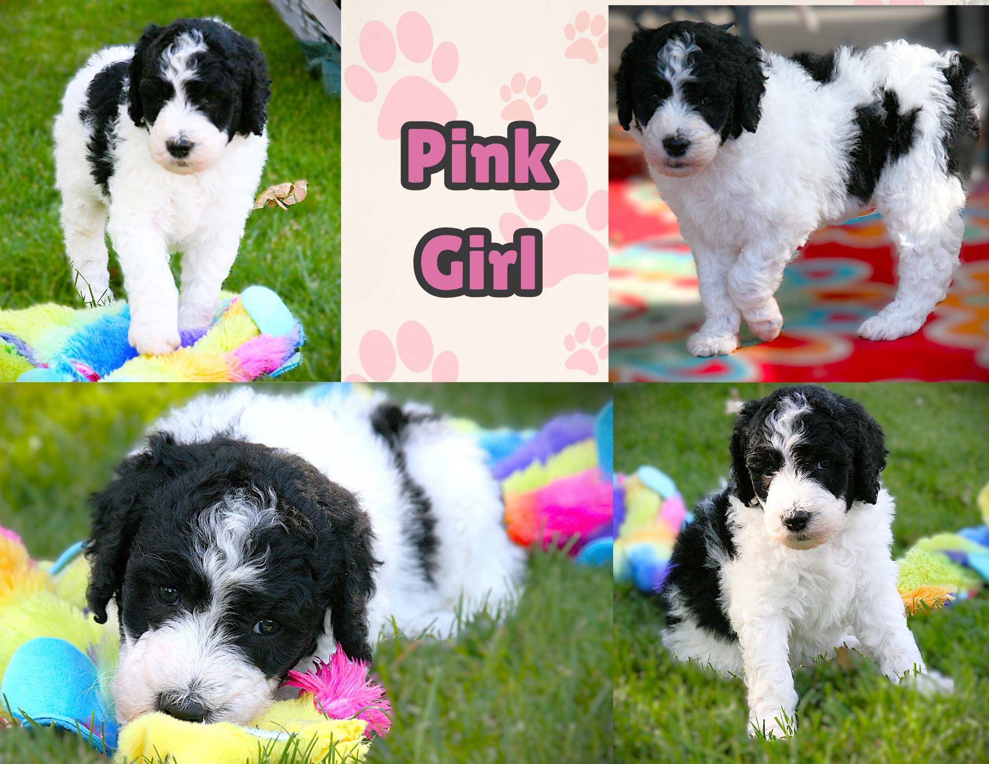 Female- Pink Collar