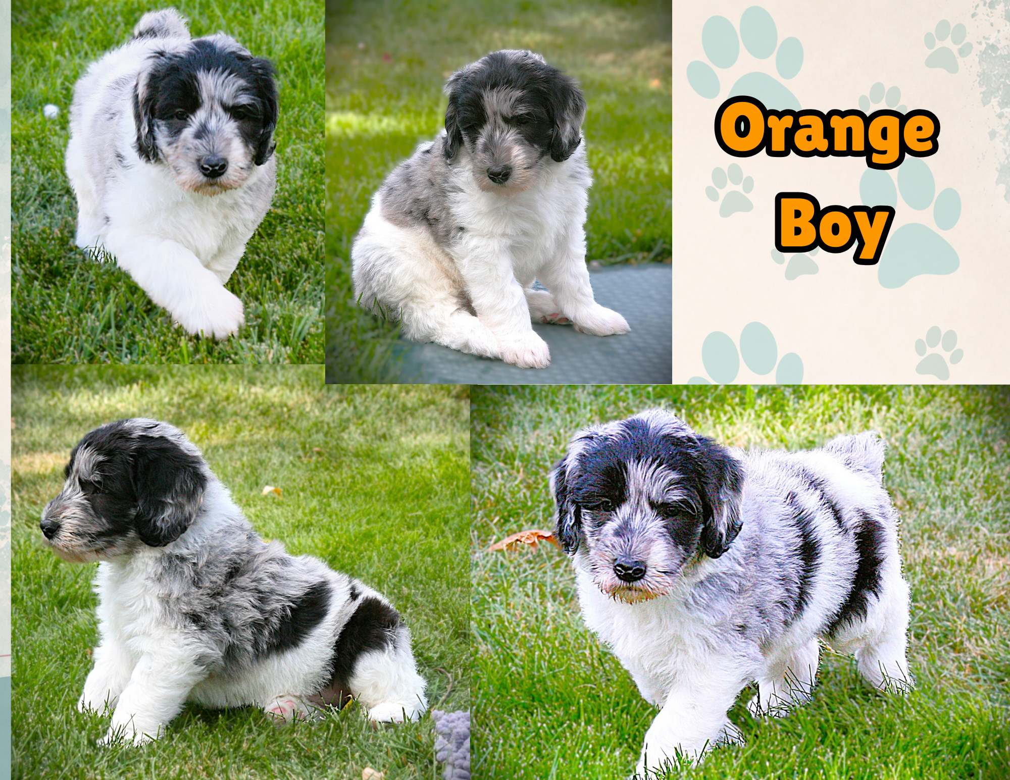 Male-Orange Collar