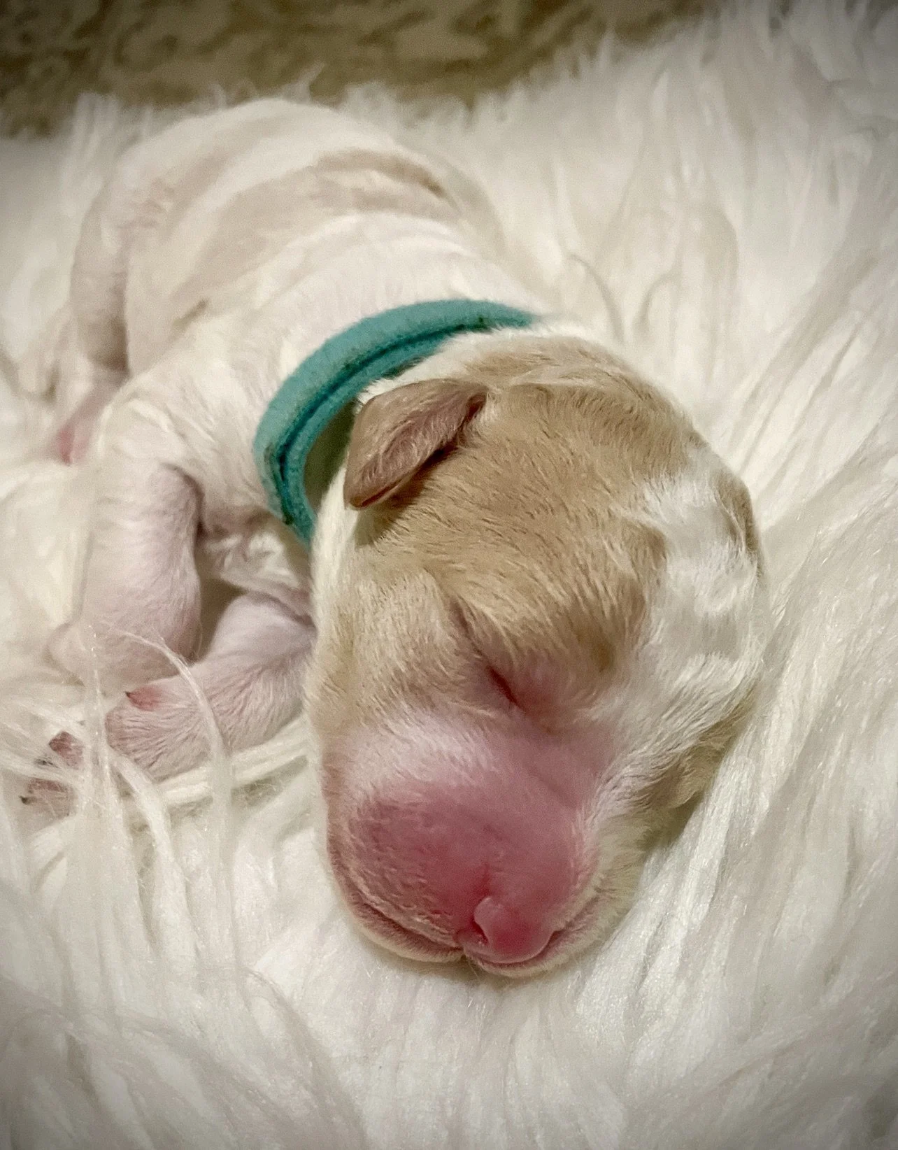 Male- Aqua Collar