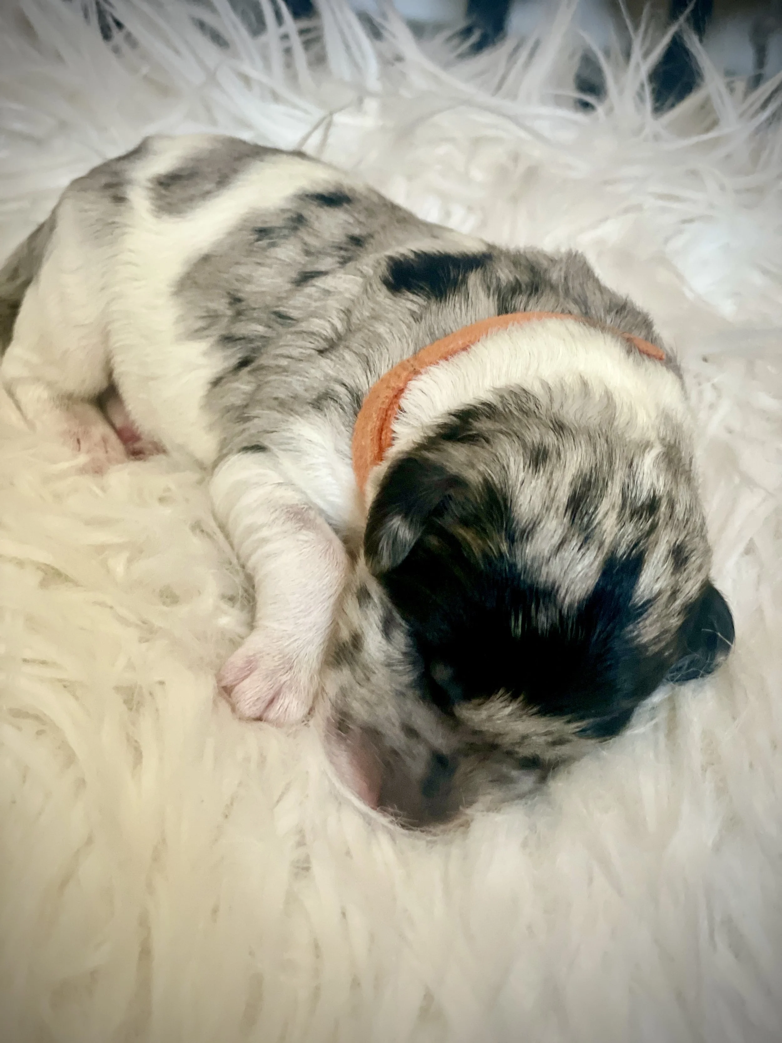 Male-Orange Collar