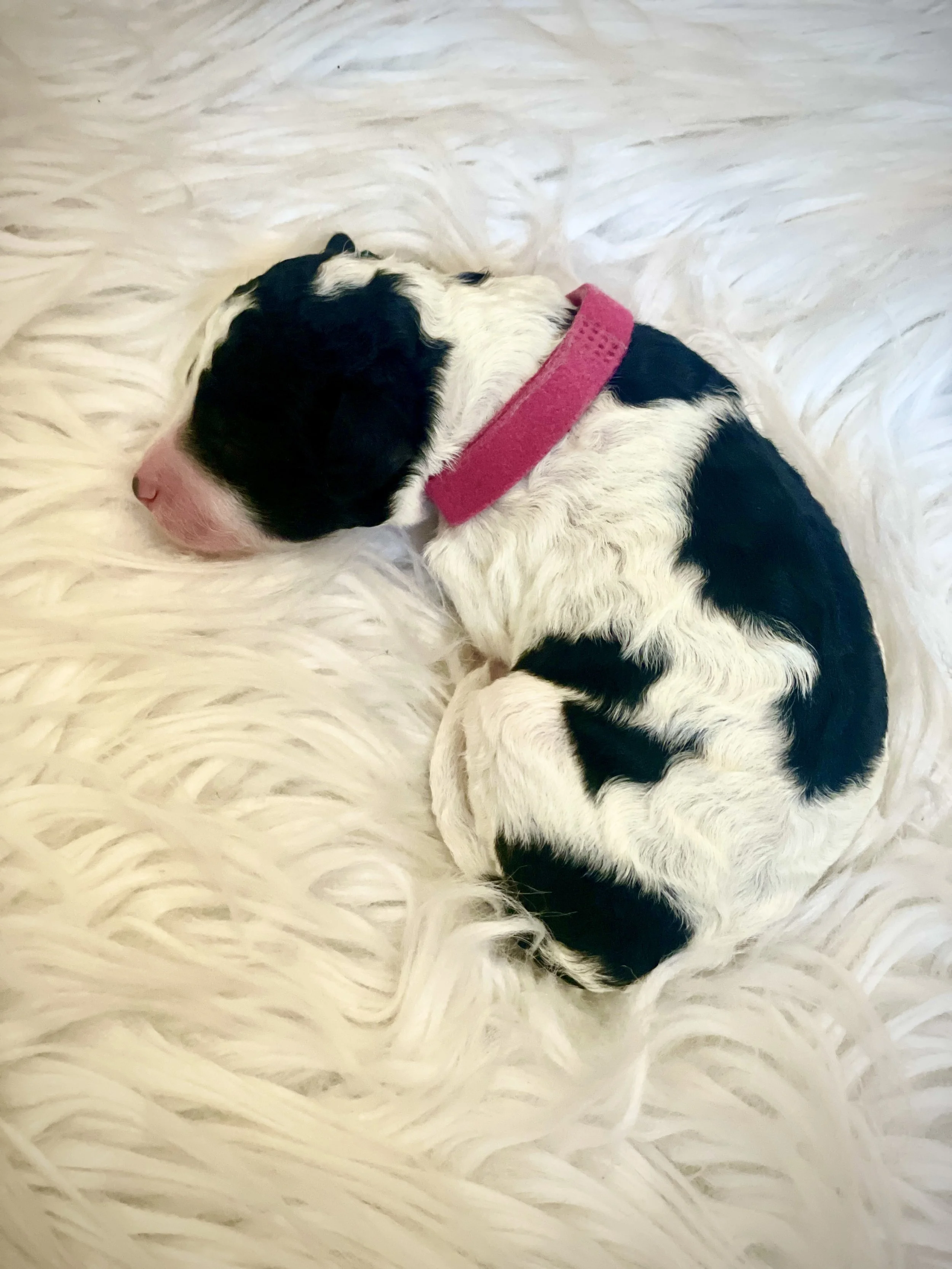 Female- Pink Collar