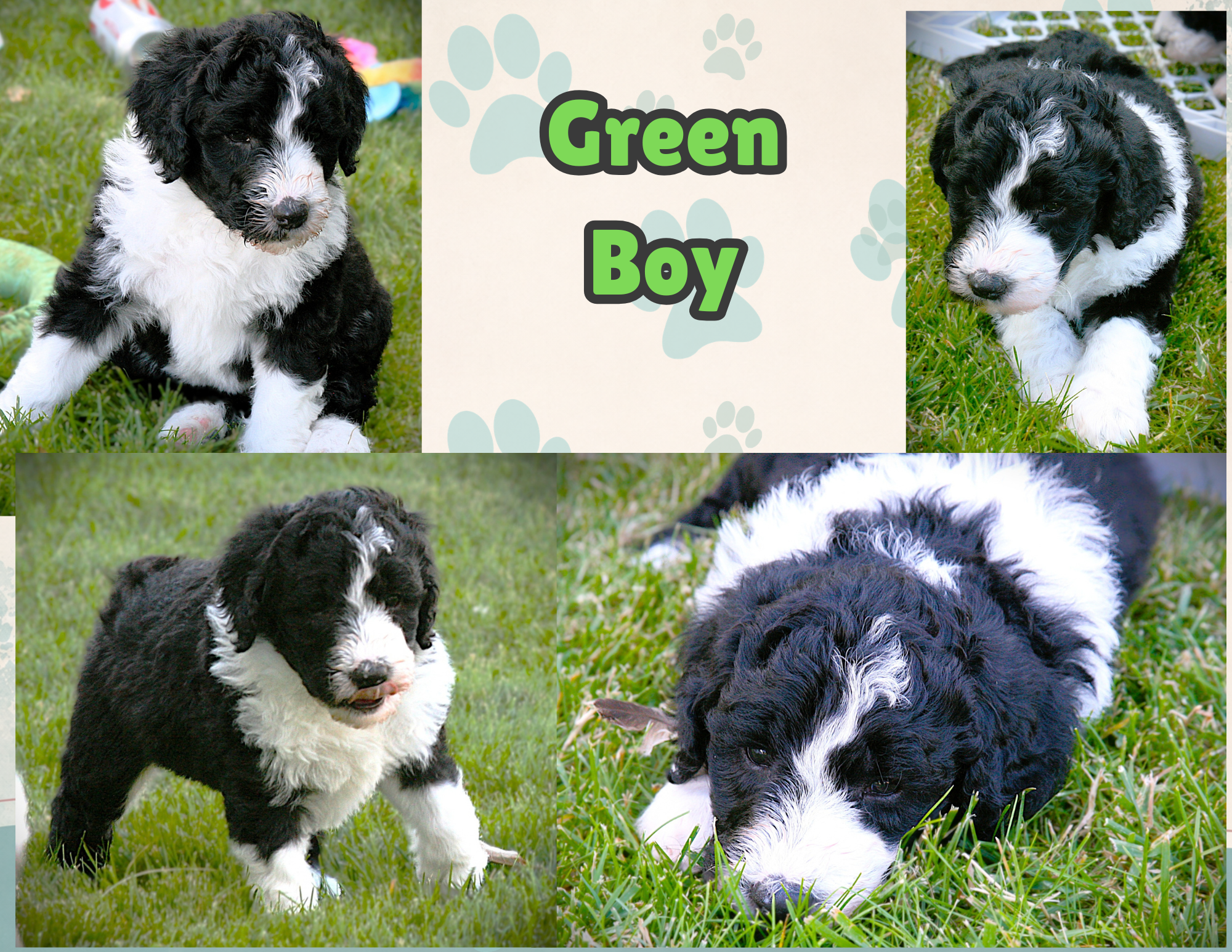Male- Green Collar