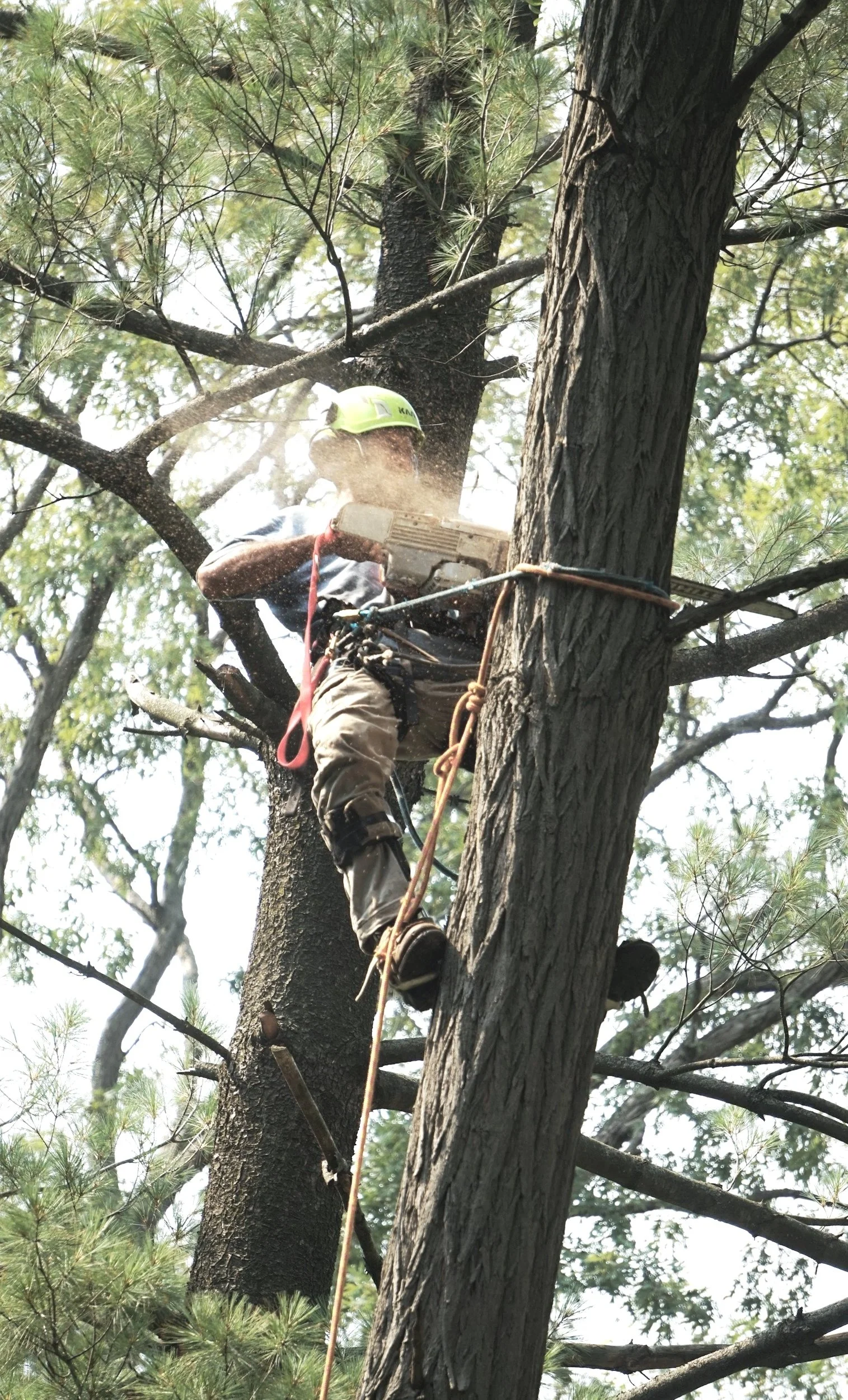 A person wearing a hard hat and safety gear is cutting a tree branch with a chainsaw high up in a tree surrounded by green foliage.