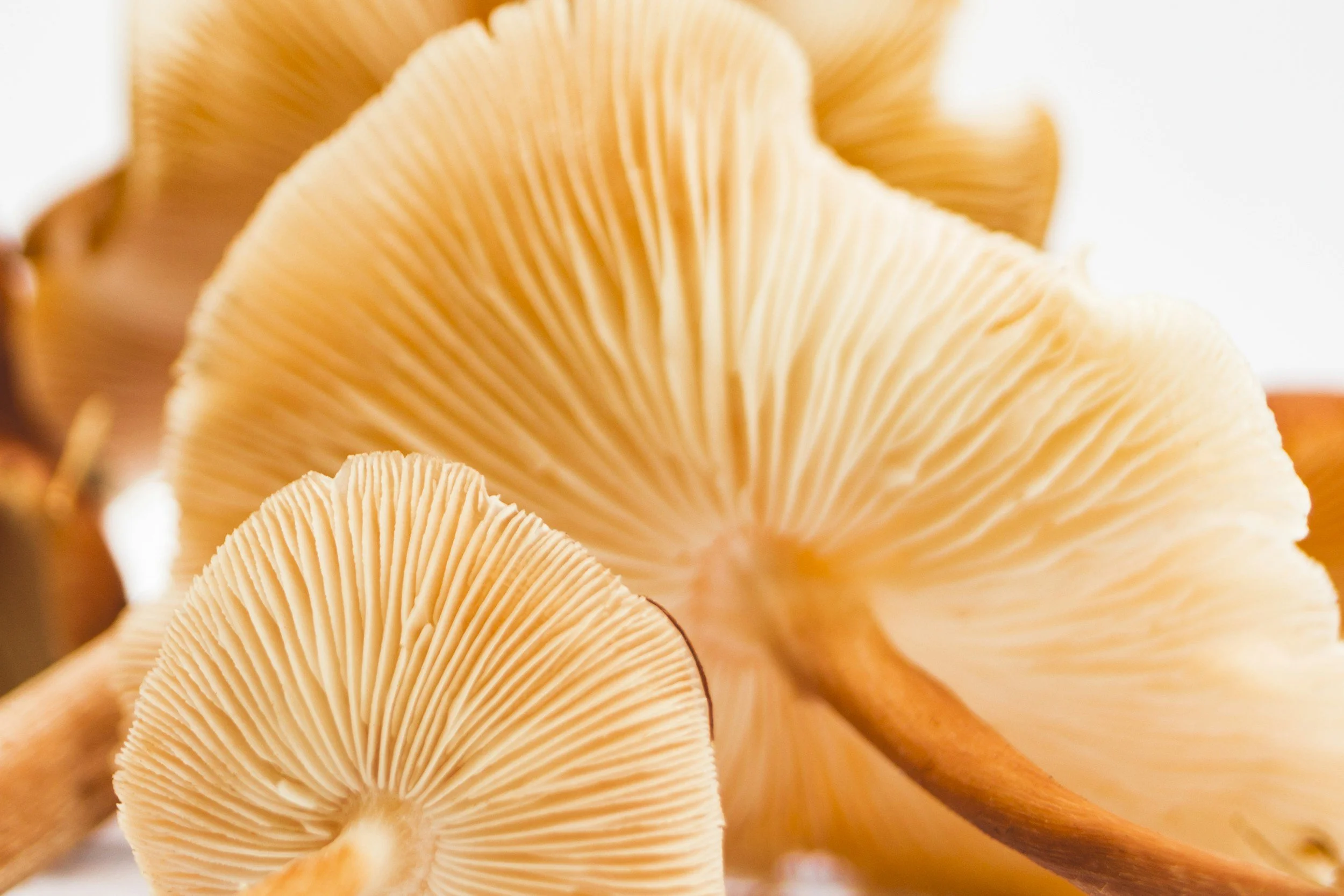 Best mushrooms for brain health: Unlock peak focus &amp; cognitive clarity