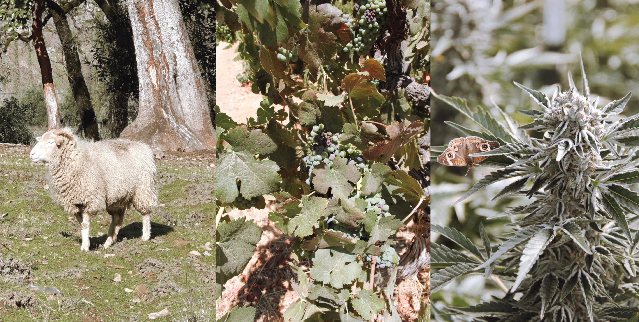 Sheep, wine grape vines, and cannabis are a few of the beings we are lucky enough to foster on our ranch and farms.