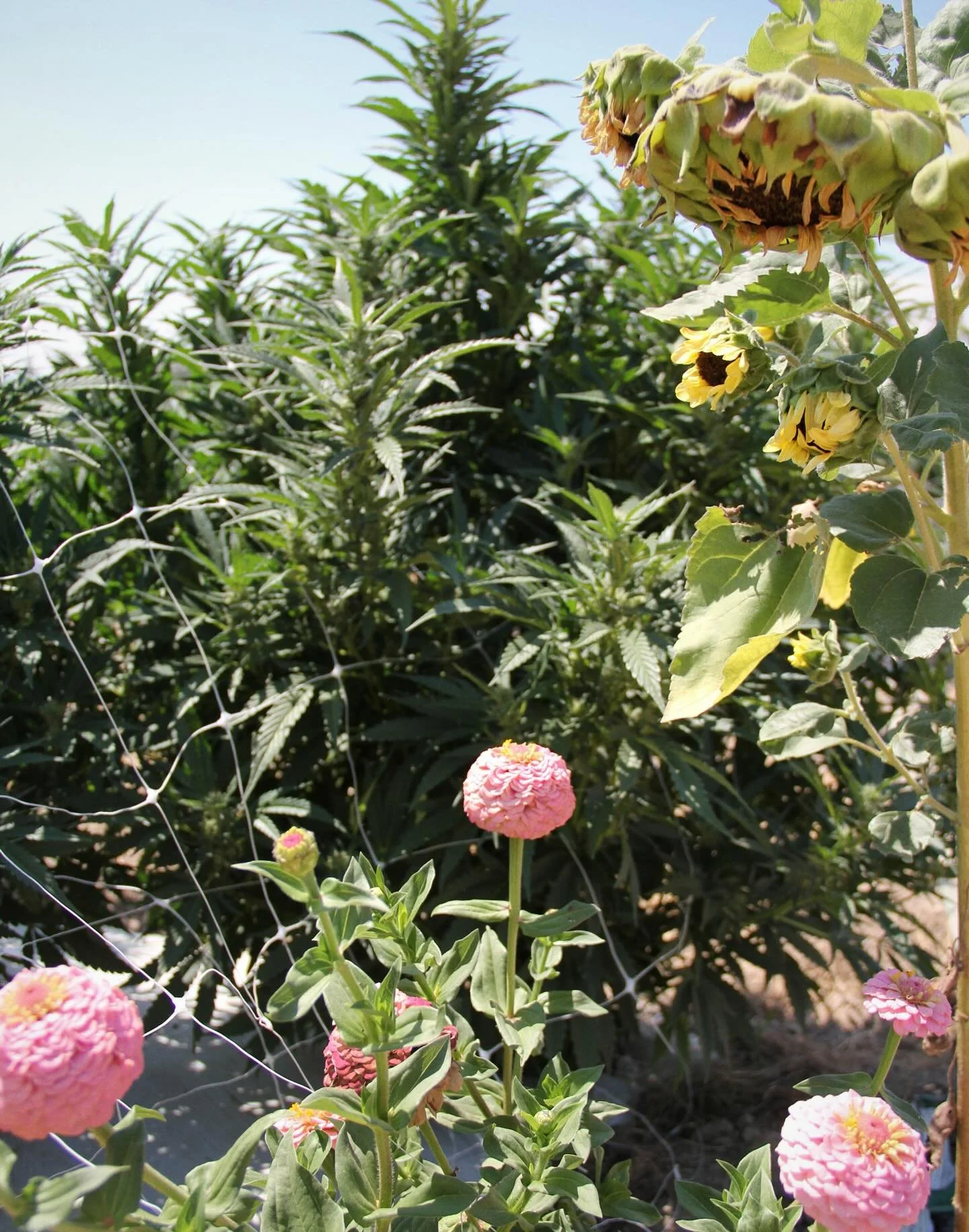 Savoring the final weeks of summer as we start to look ahead to harvest. The days are starting to shorten, sending our full term gardens into flower, all telltale signs that we are inching ever closer to the end of yet another growing season. 

Augus