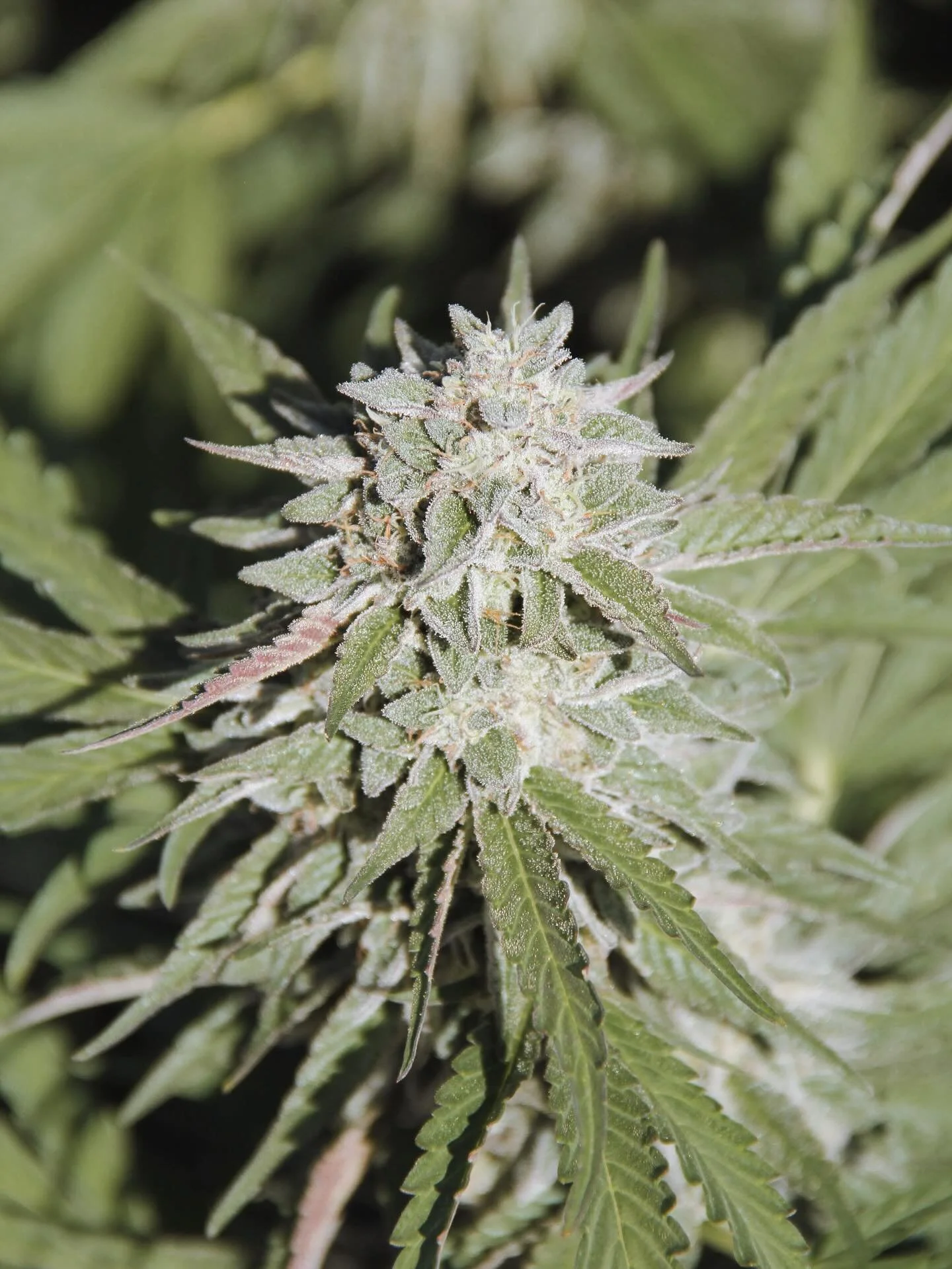 Glamour shots of some of our favorites in the garden right now. Lord help us through this storm about to hit the triangle 🙏🏽🥴 if you see a farmer this week give them a hug 😝