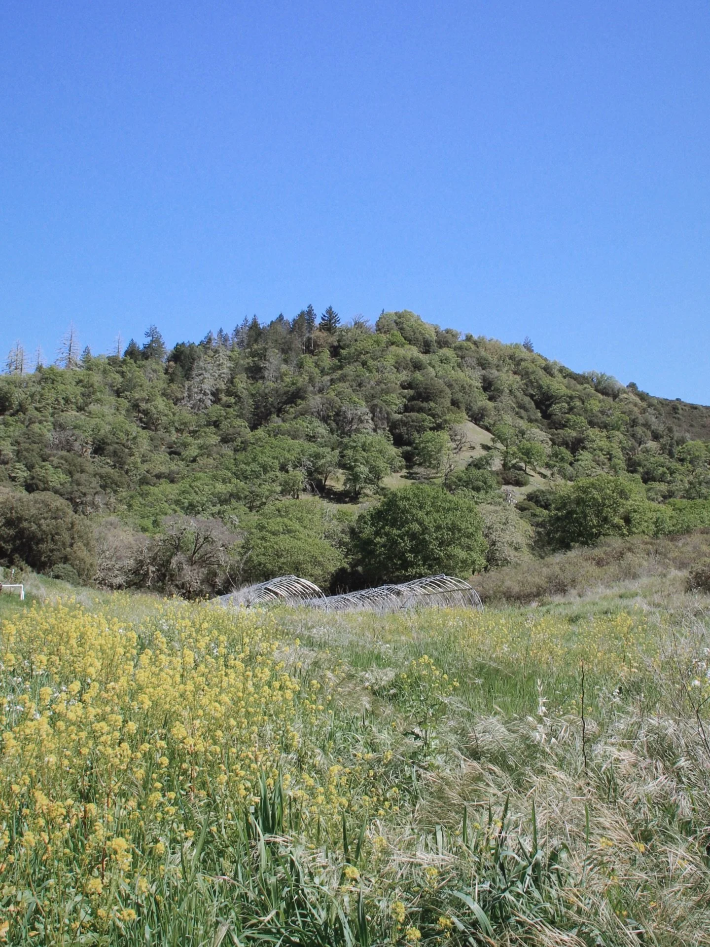 We&rsquo;ve been experiencing some unseasonably warm weather this spring and have already seen the Mylitta butterflies swarming the mustard and borage flowers. The &ldquo;nitrogen fixing&rdquo; peas are starting to spiral their way to the sky and amo